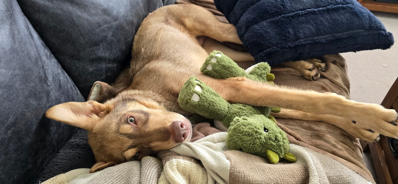 Donut - Adopted