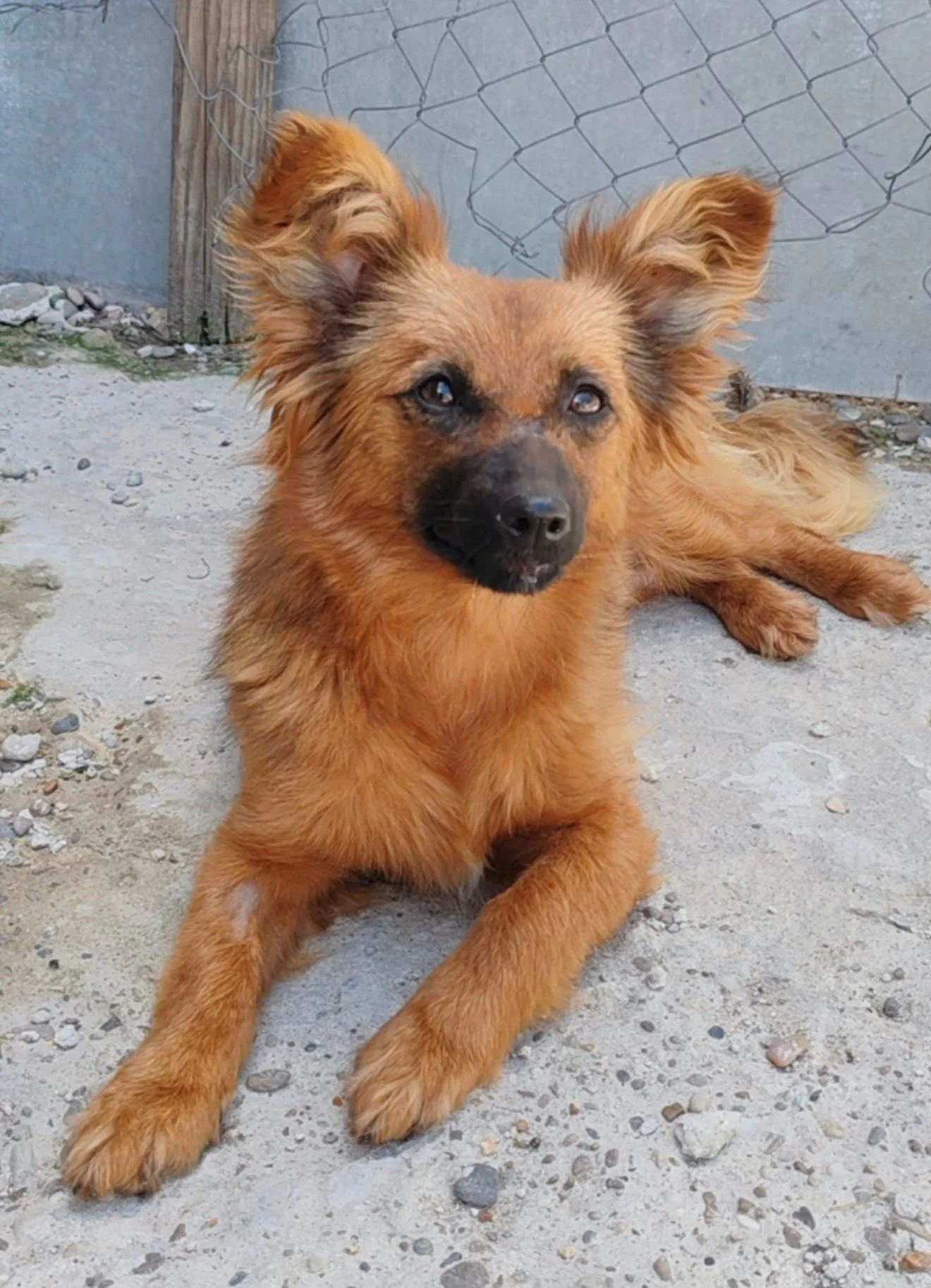 The delighful Darbey has arrived in her foster home
