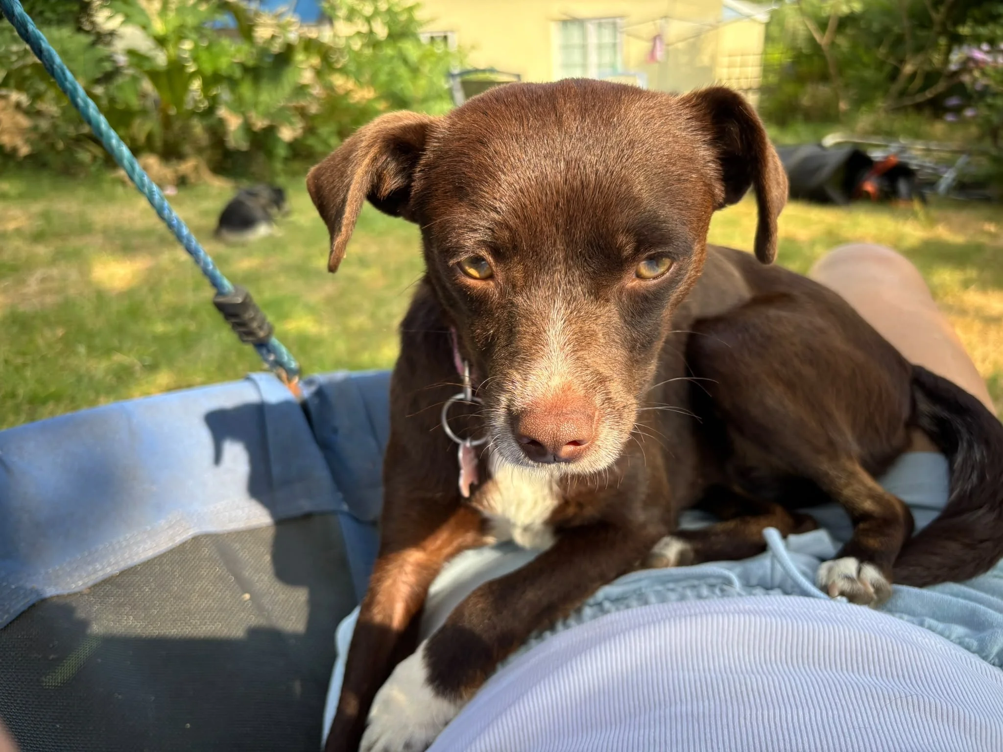 KitKat - Adopted