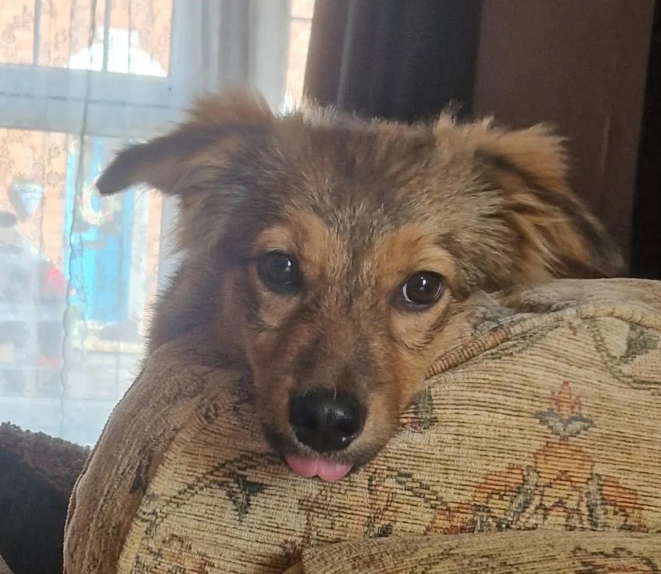 Meet Muffin - Adopted