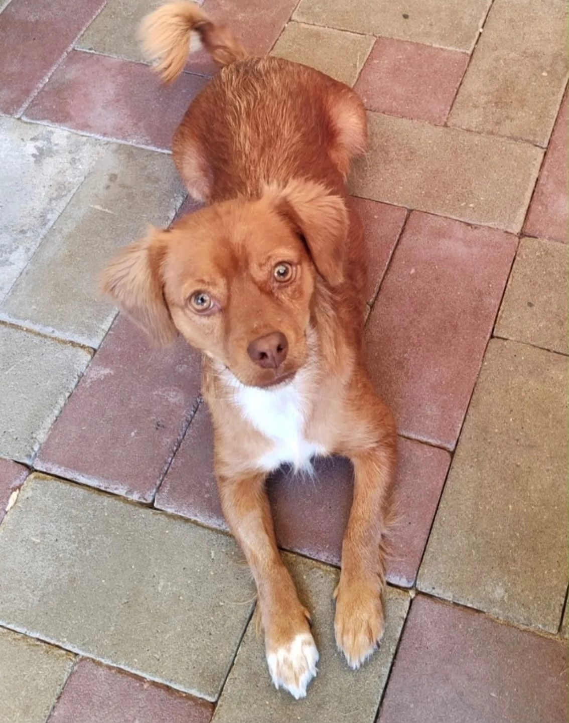 Meet Gingerella