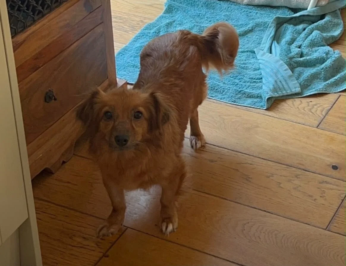 Meet Zippy