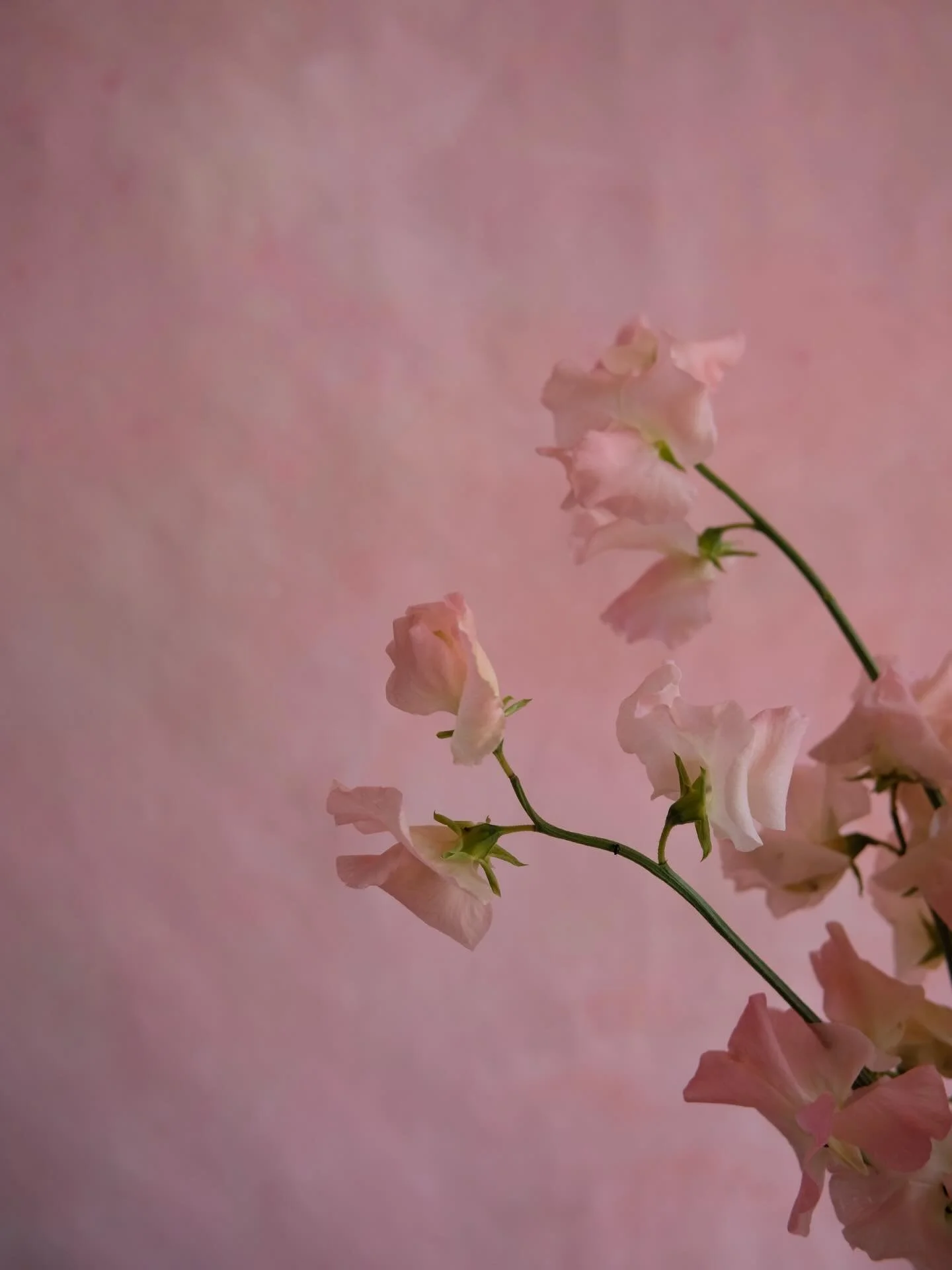 Happy Valentine&rsquo;s to all 💖 sending BIG hugs and love x 

This is the whole reason @dahliaandderenzy was created to really celebrate the language of flowers and how they make receiving flowers all the more special. Seeing faces light up when th