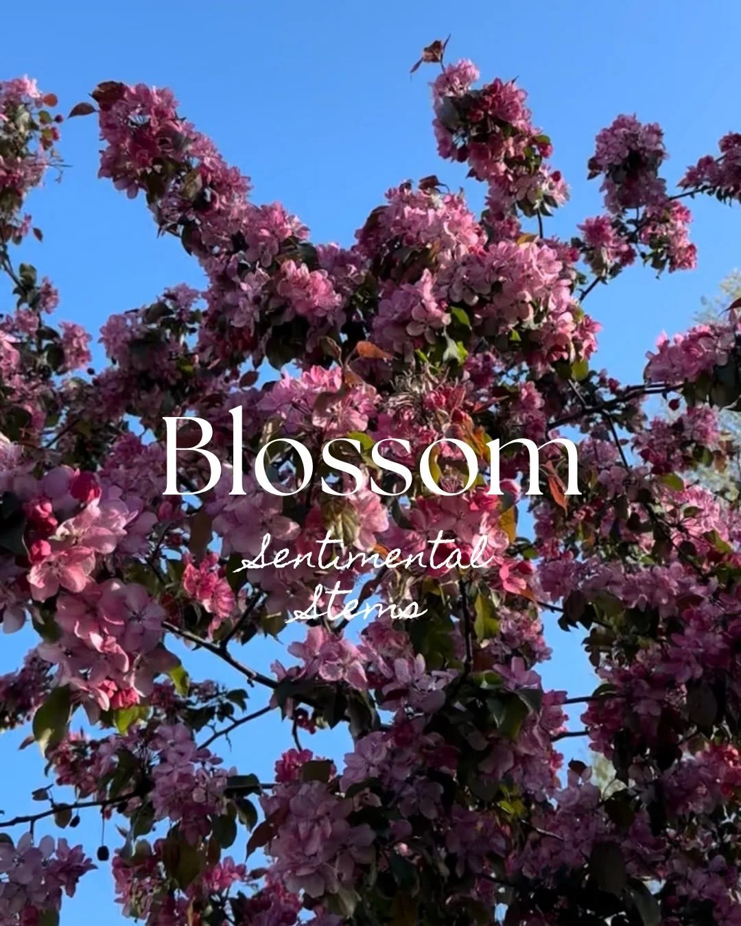 Strolling through the blossom filled streets of Paris got me thinking&hellip;