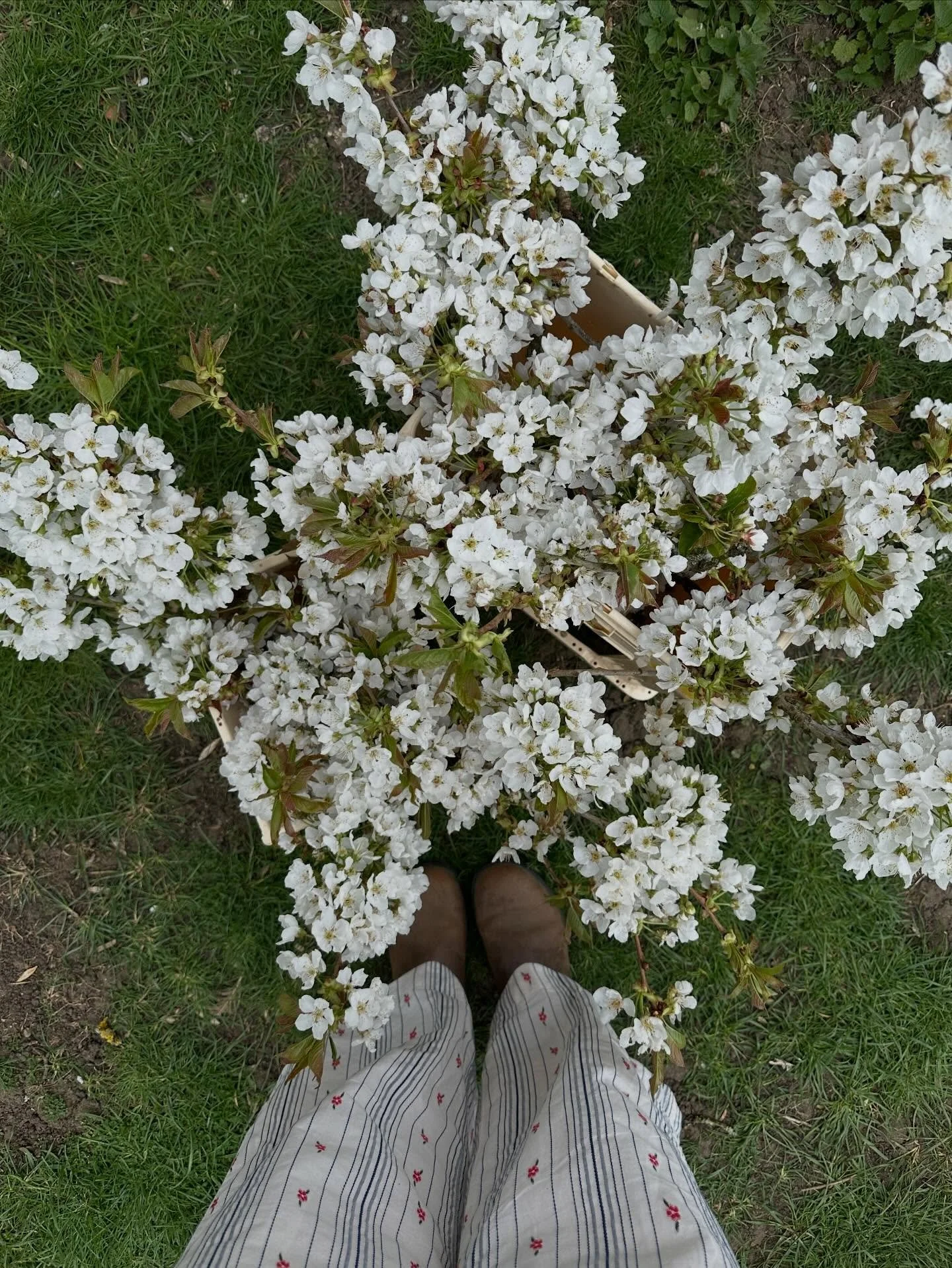 April was the month flowers came again and we danced in the studio&hellip; ✨✨