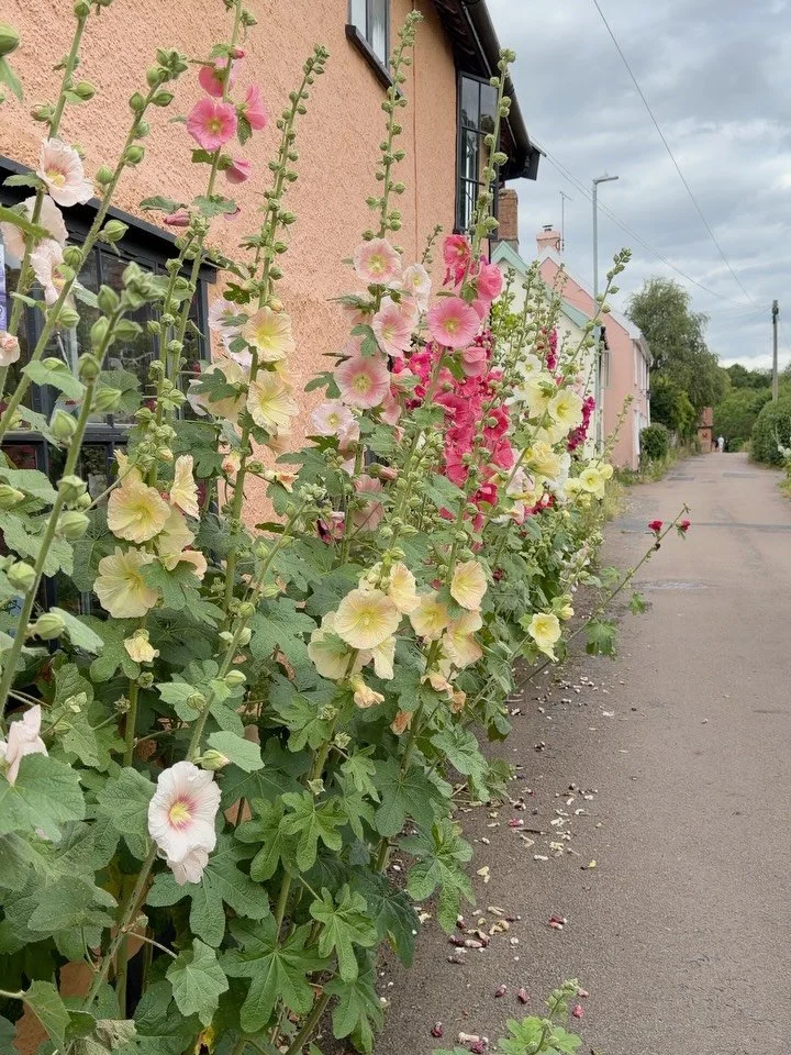 June was spent mainly spotting mega Hollyhocks ✨✨