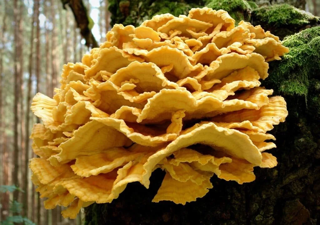 chicken-of-the-woods-15-1024x721.jpg