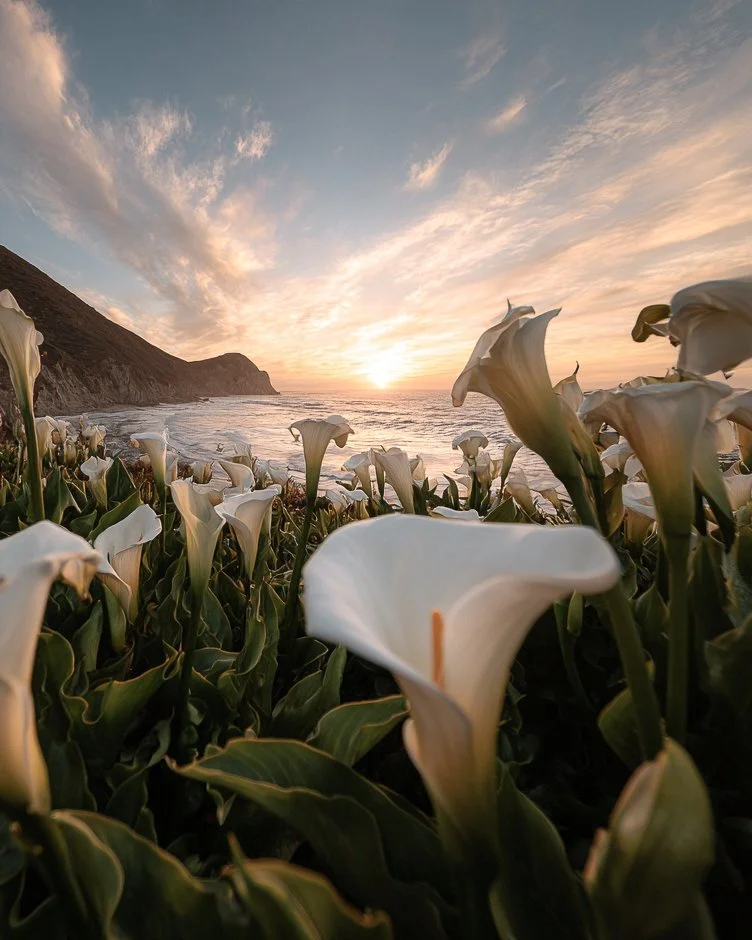 Lillies_-3.jpg