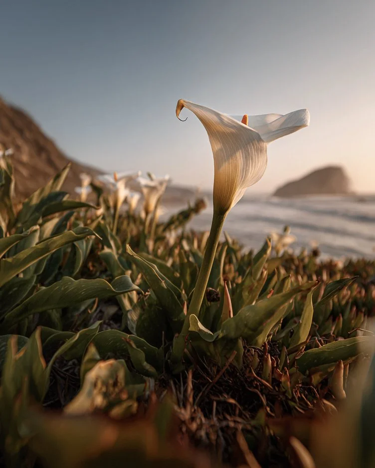 Lillies_-1.jpg