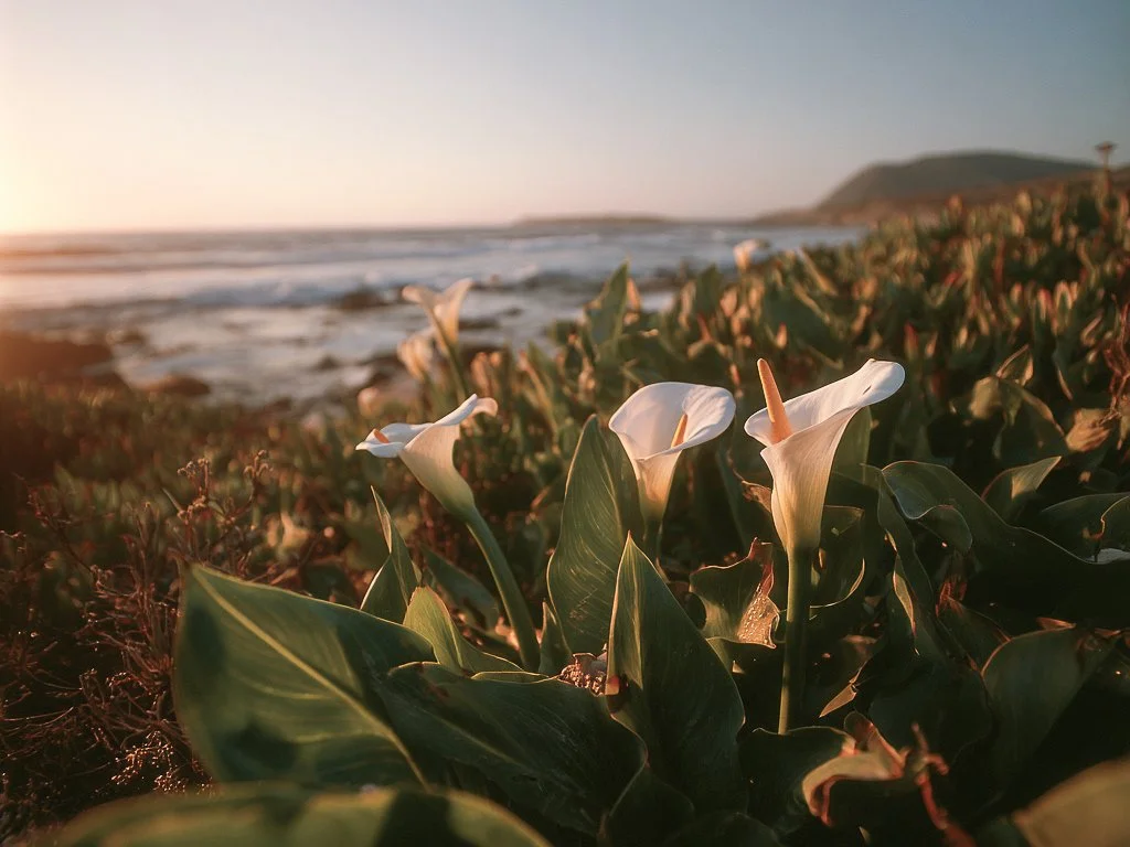 Lillies_-5.jpg