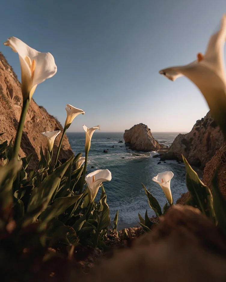 Lillies_-2.jpg