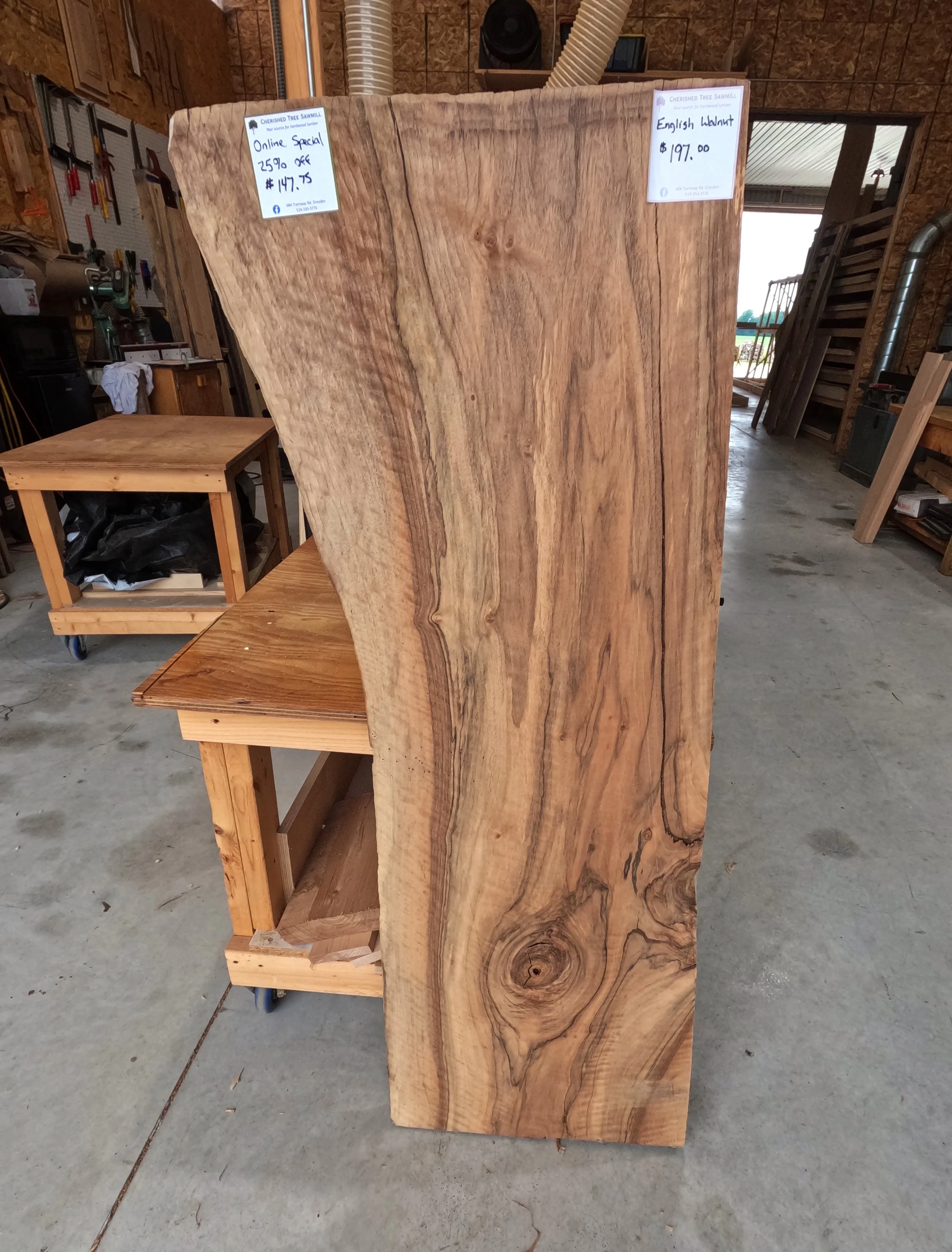 English Walnut.JPG