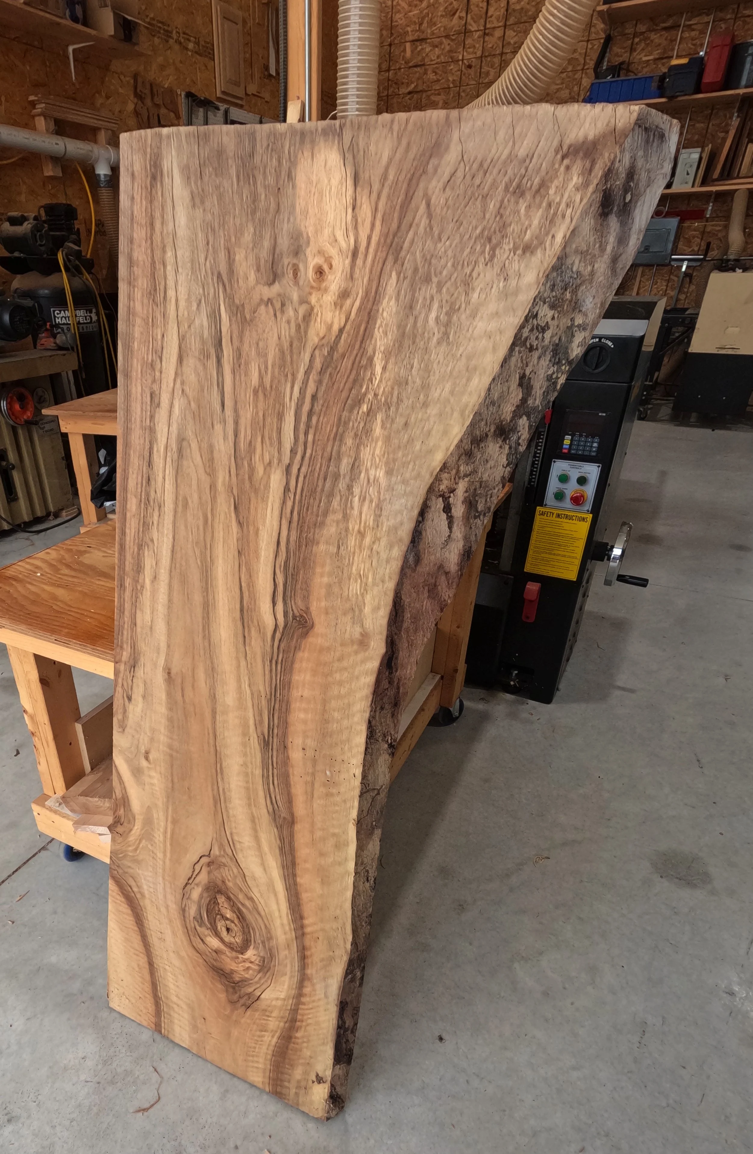 English Walnut3.JPG