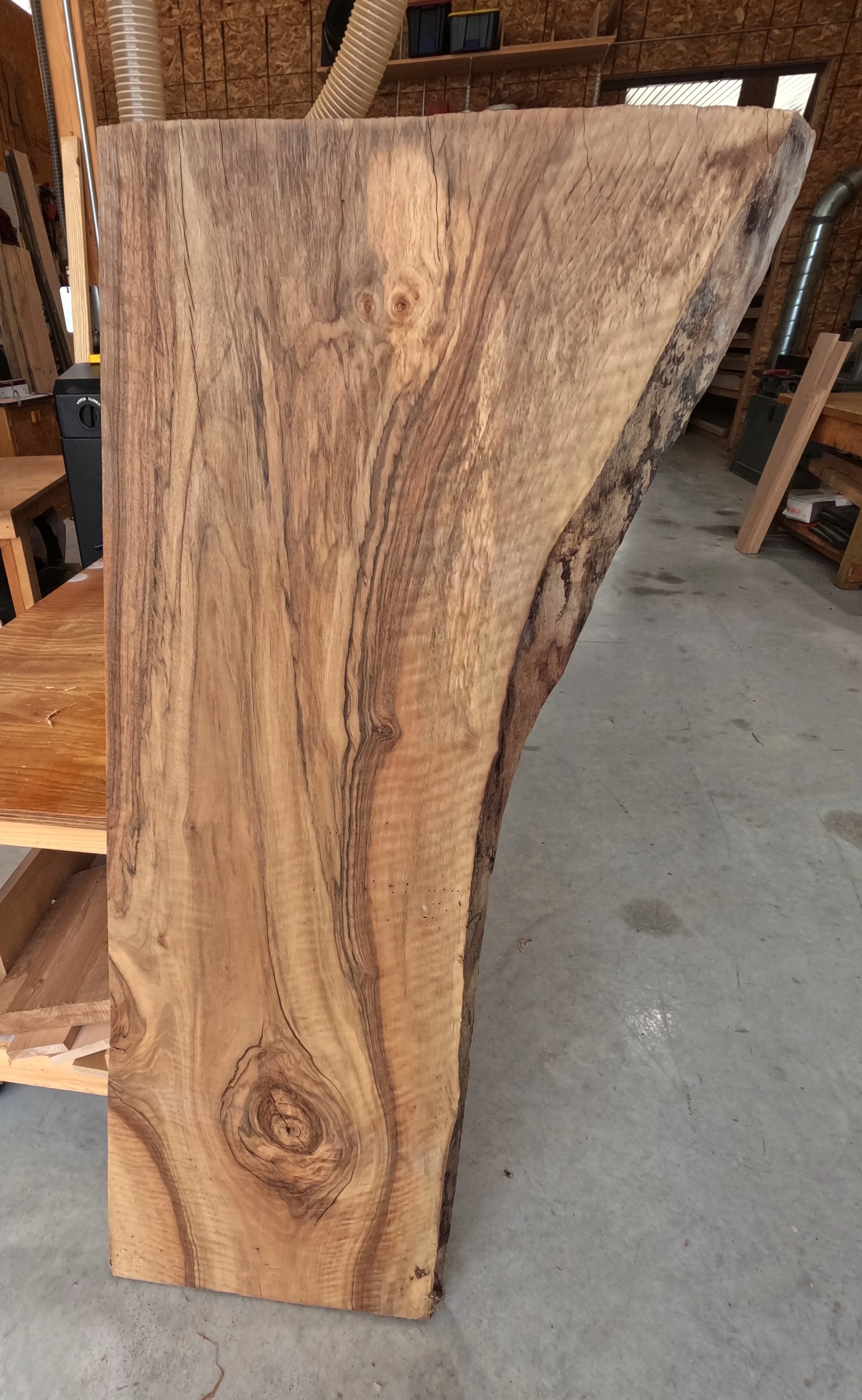 English Walnut2.JPG