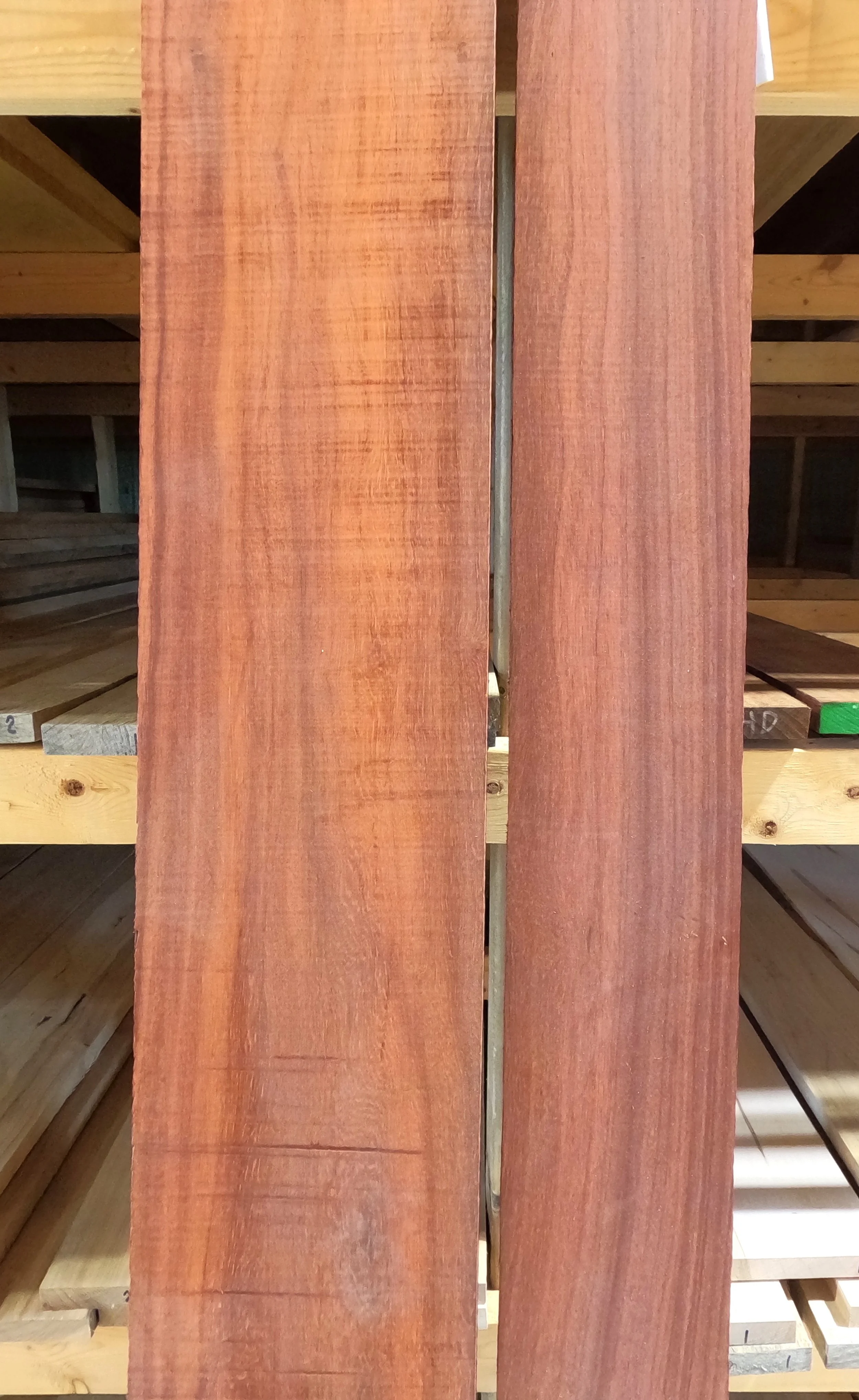 Padauk1.JPG