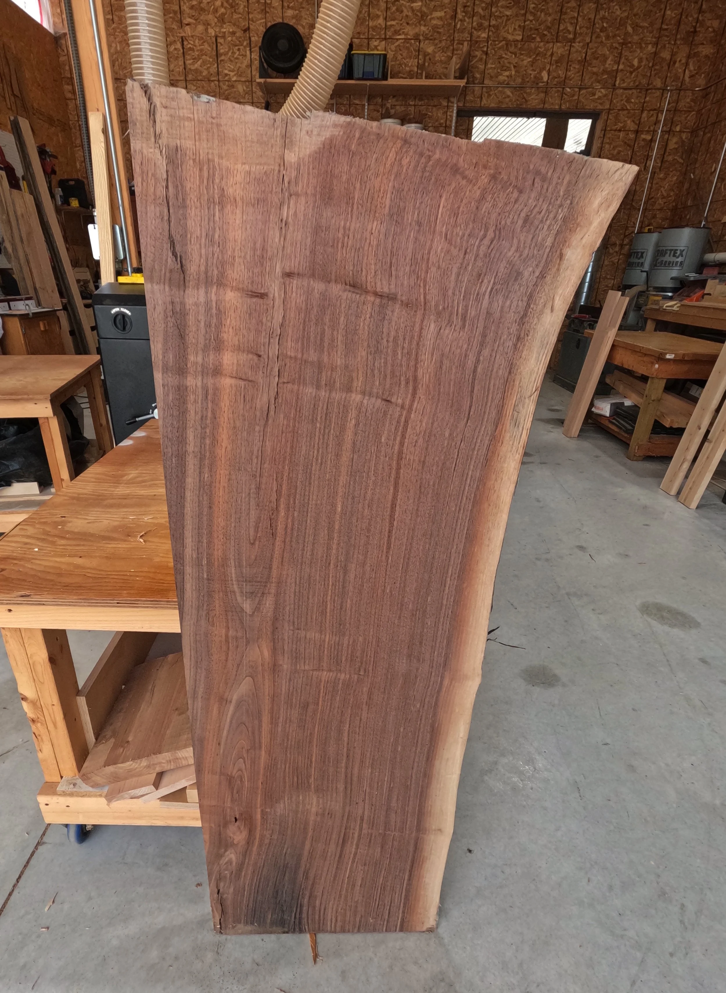 Walnut1.JPG