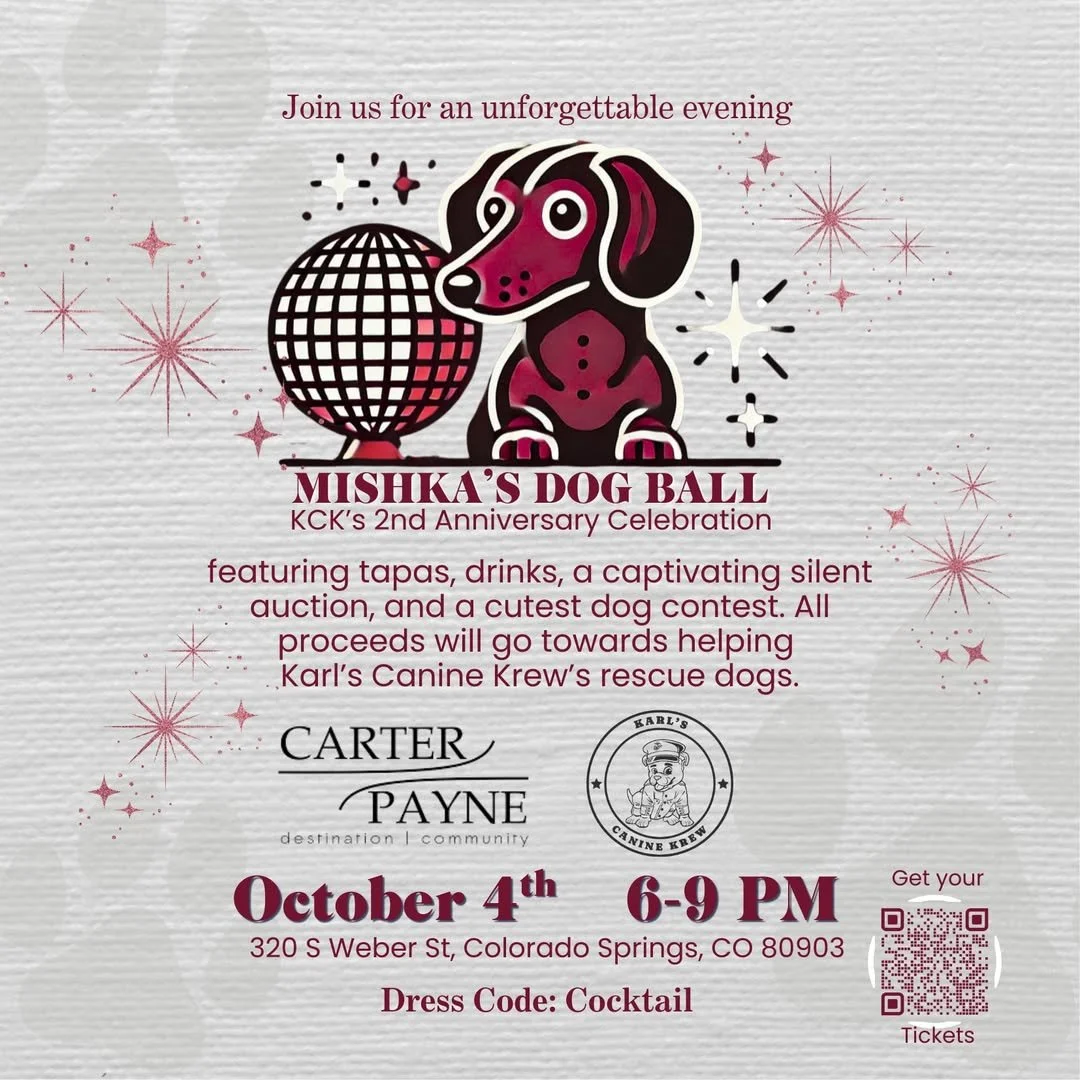 Mishka’s Dog Ball! 🐾🎉
