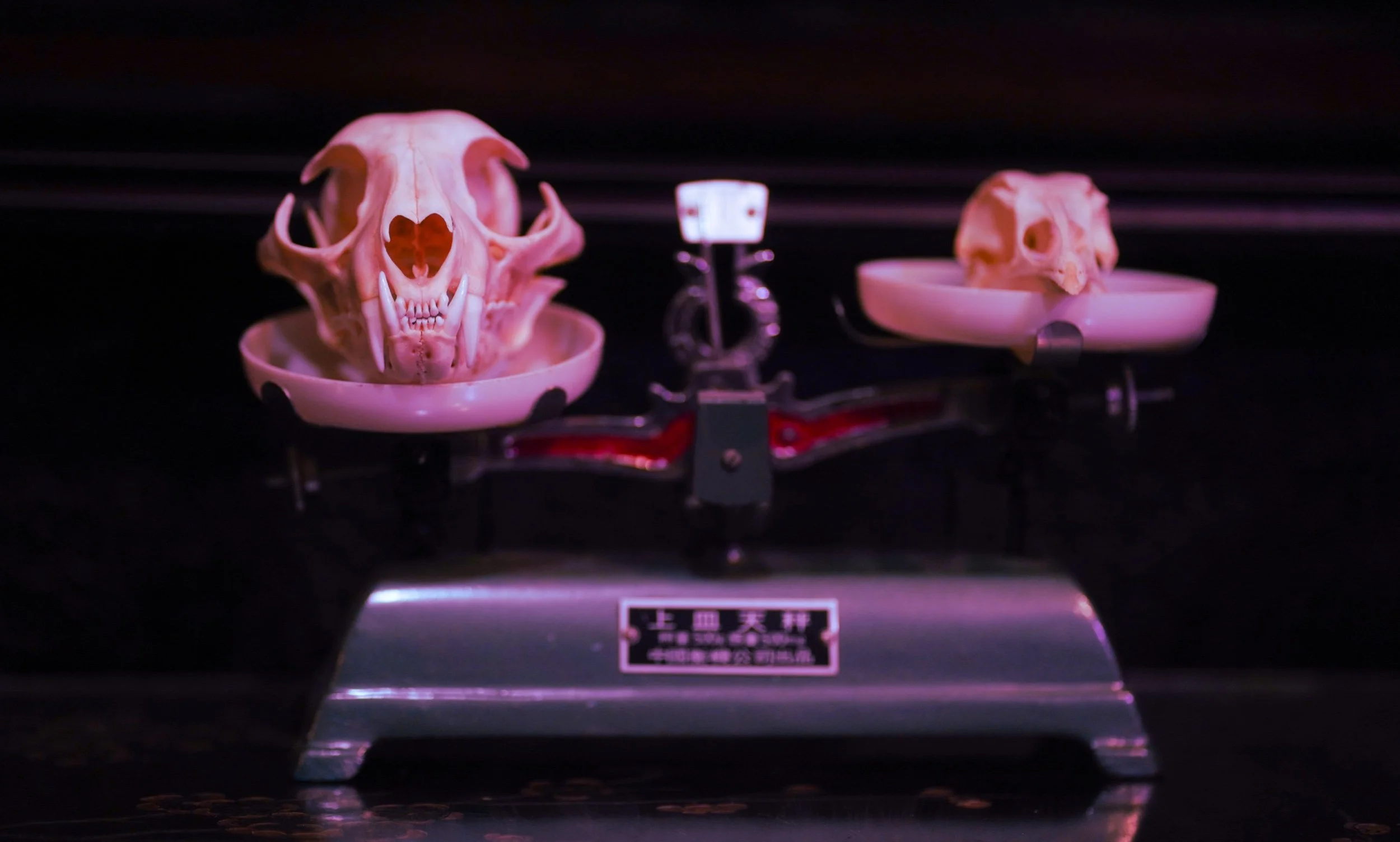 DSC03156.jpeg