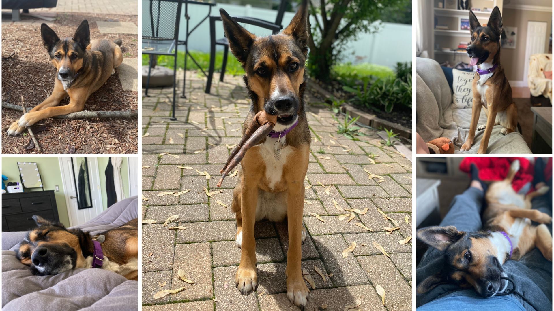 Dog Dad to Georgia (Husky·Rott·Shepherd)
Rescued (10·2·22)