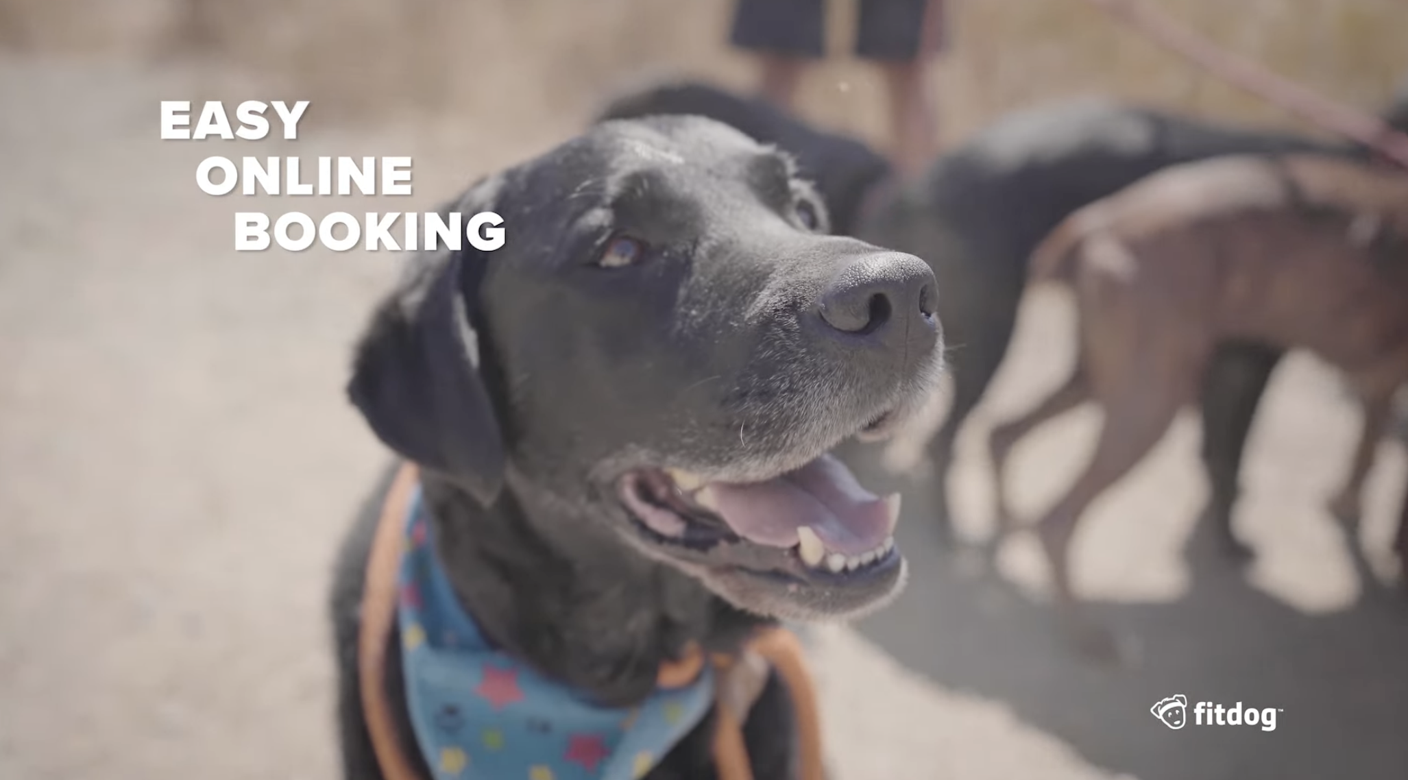 Fitdog Hiking Campaign