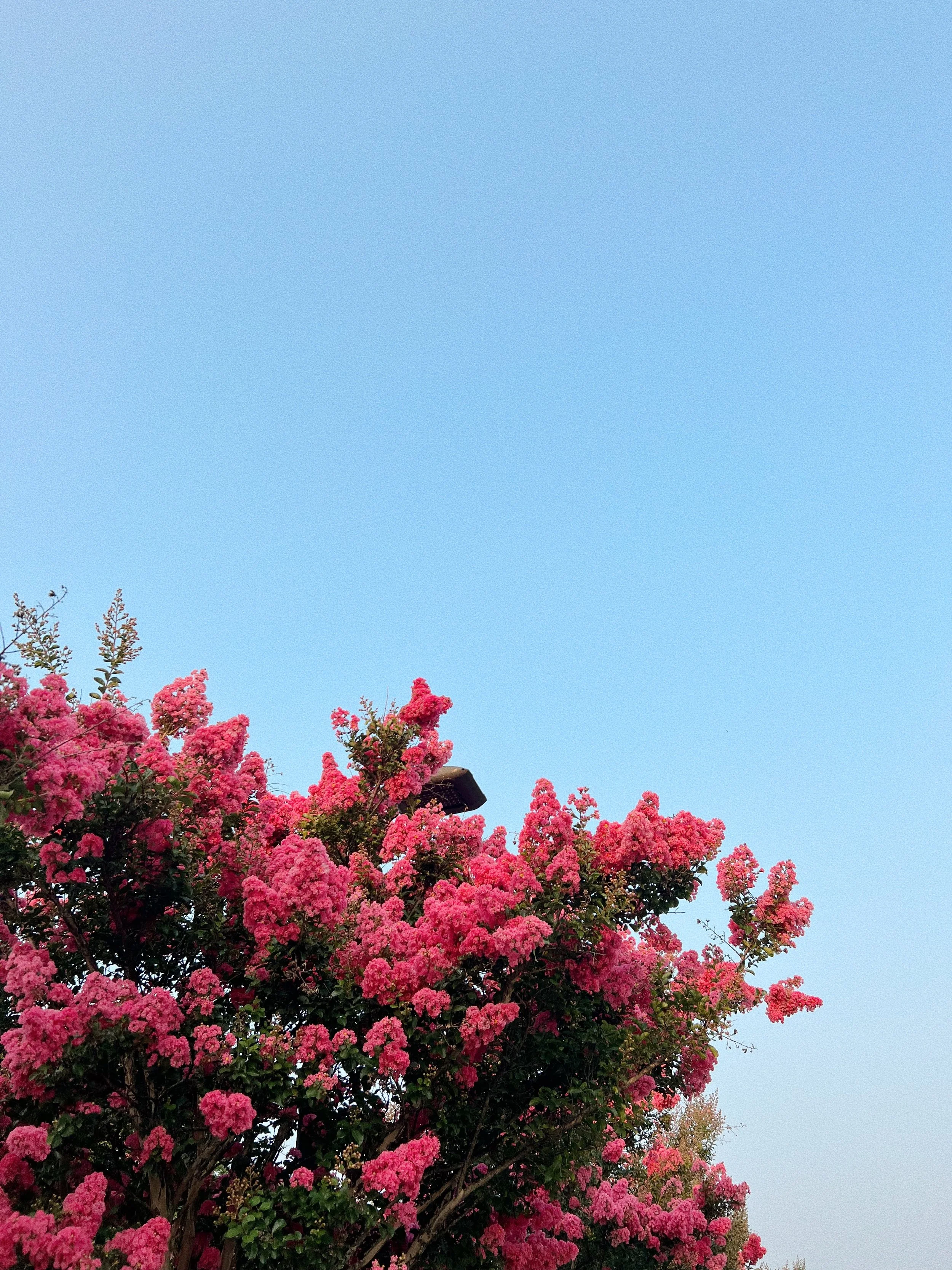 How High Insulin Disrupts Ovulation (Even If Your Blood Sugar Looks “Normal”)