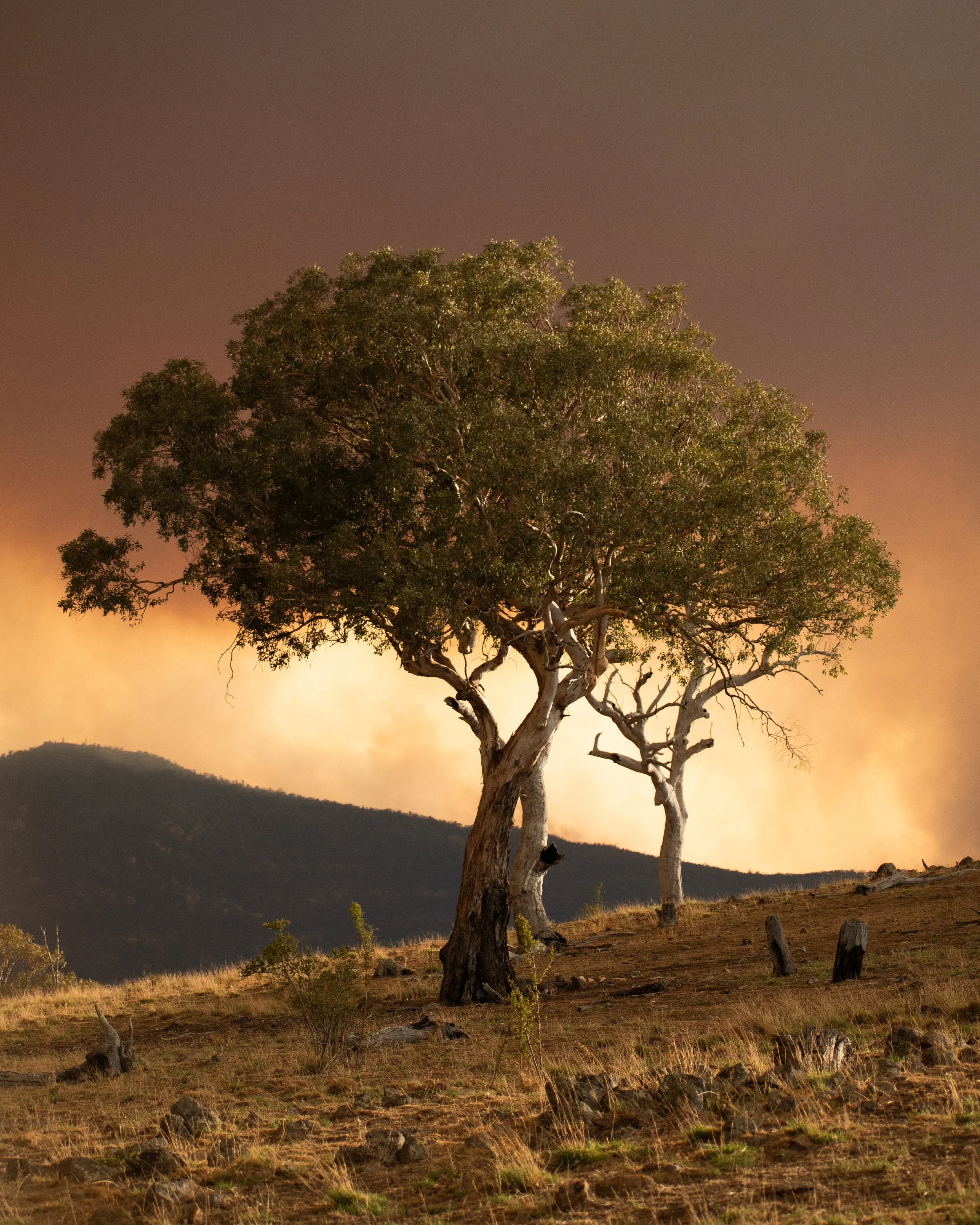 Tree near the Orroral Valley fire during the Black Summer bushfires. Canberra, ACT.