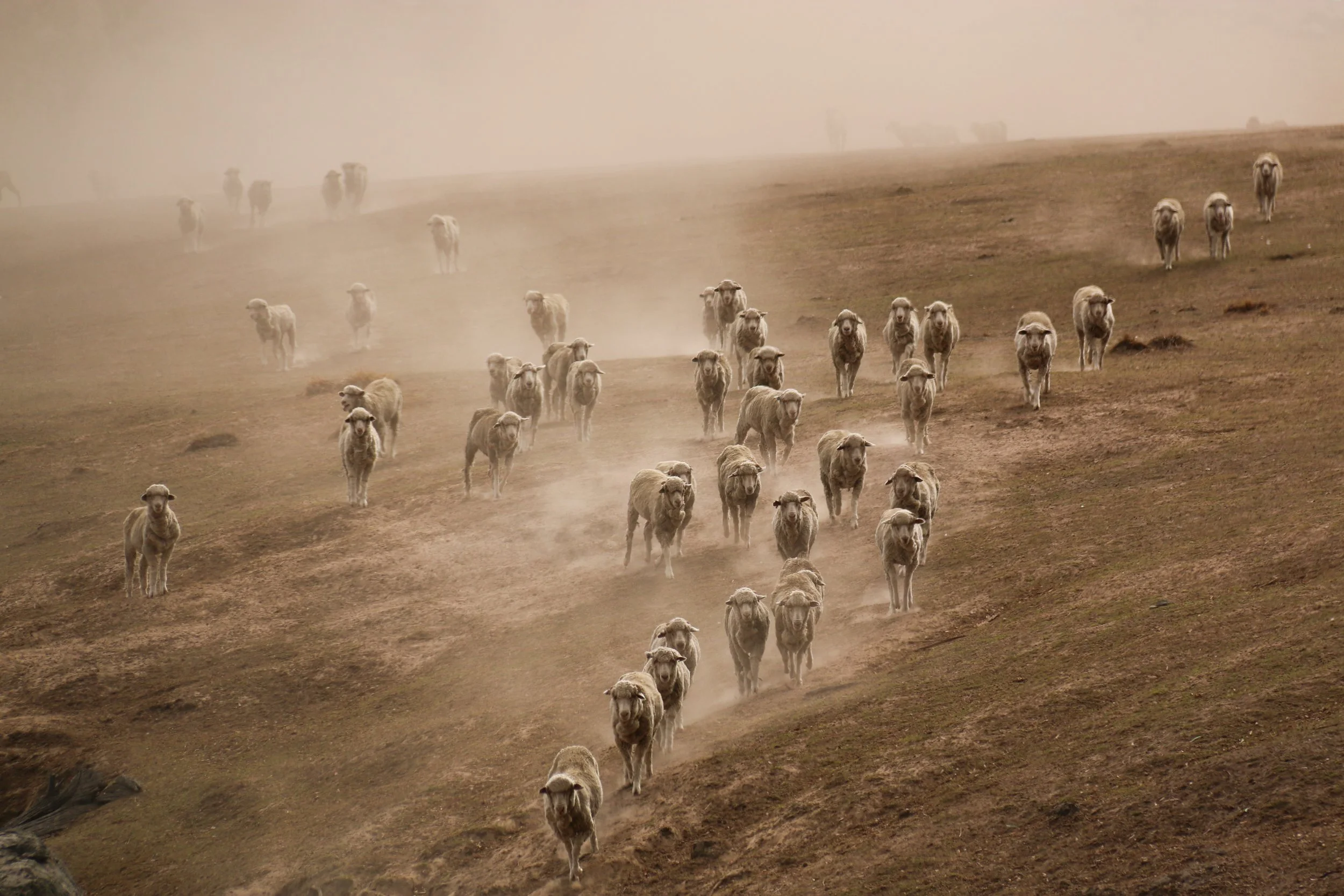 Sheep on a drought-affected farm. Bigga, NSW.