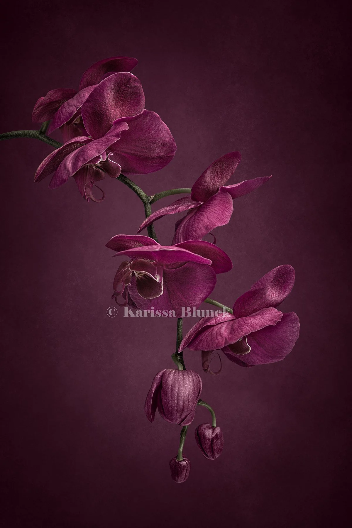 Symphony in Bloom - Print