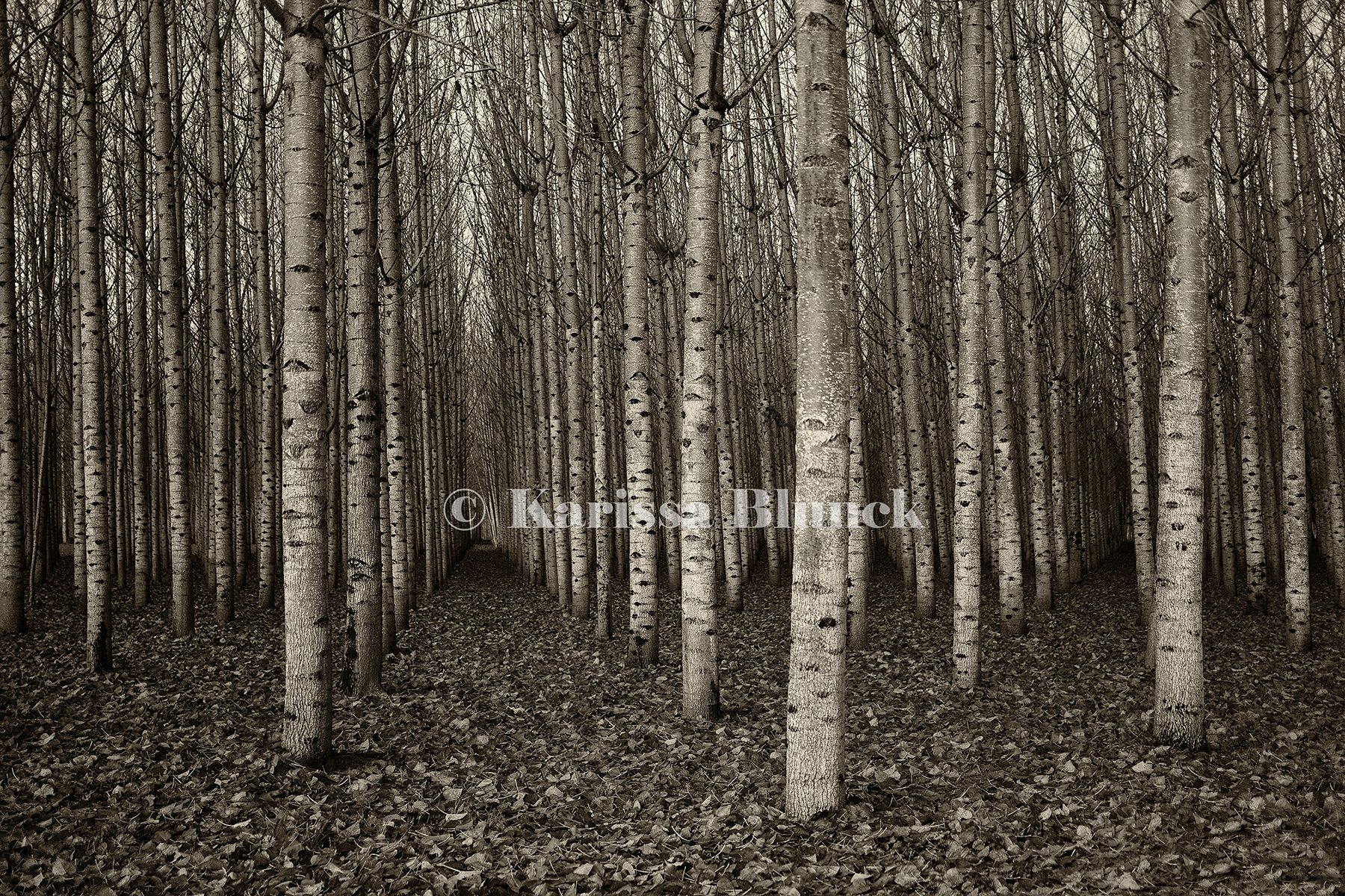 Perspective is Everything Karissa Blunck Photographic Art Print Award Winning Fine Art Landscape Photography.jpg