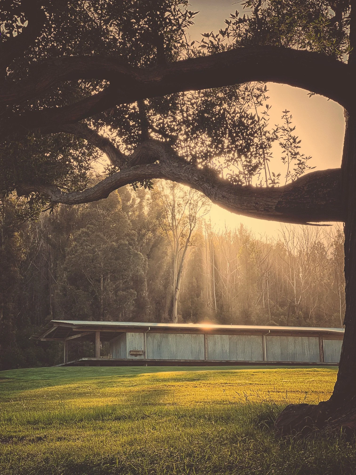 The Shed