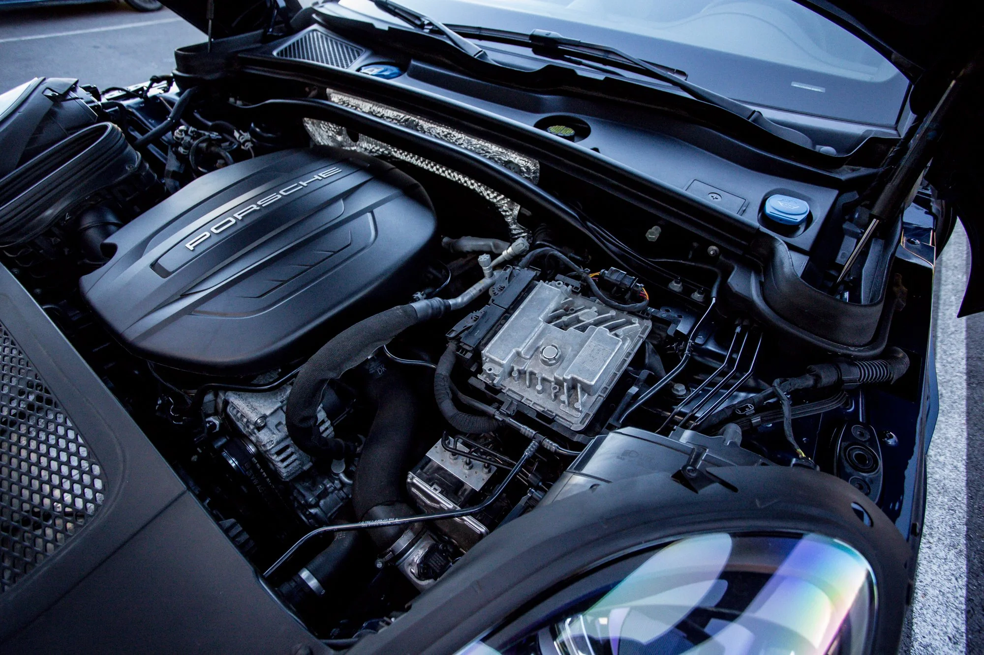 Macan (184).jpg (Copy) (Copy)