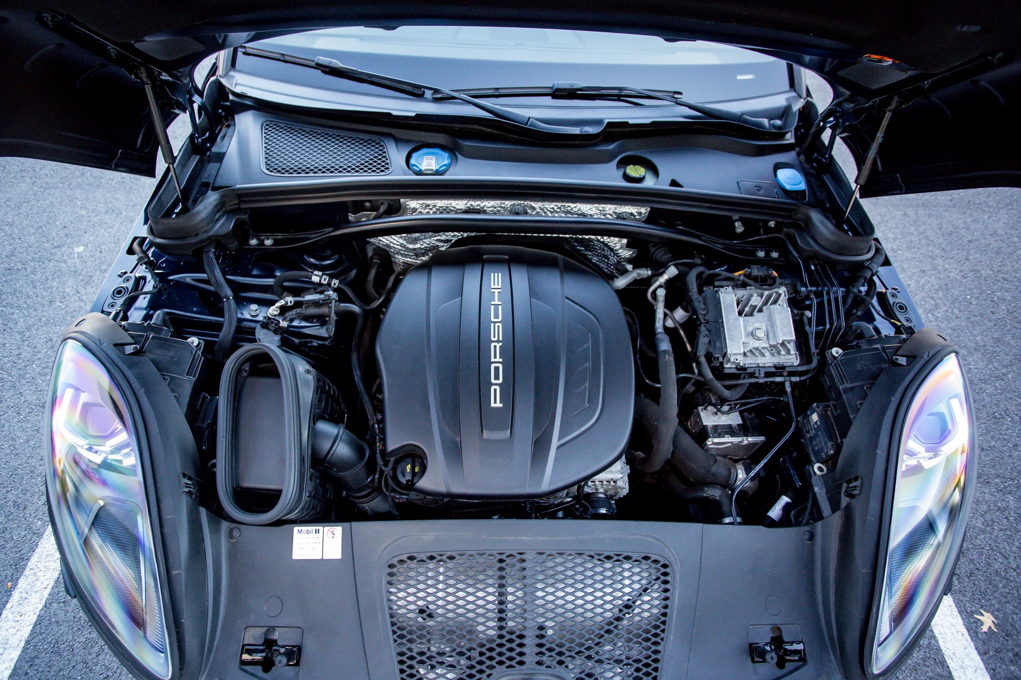 Macan (188).jpg (Copy) (Copy)