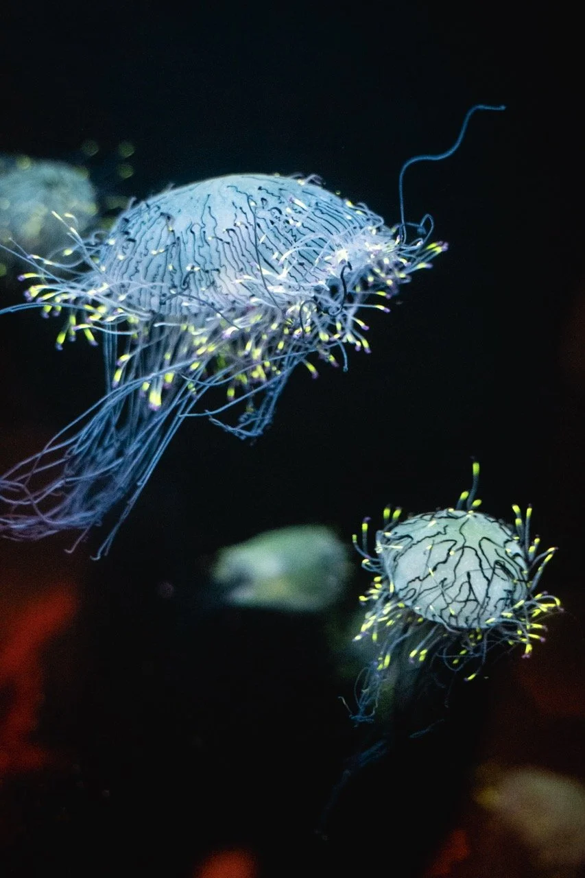 Aquarium of the Pacific