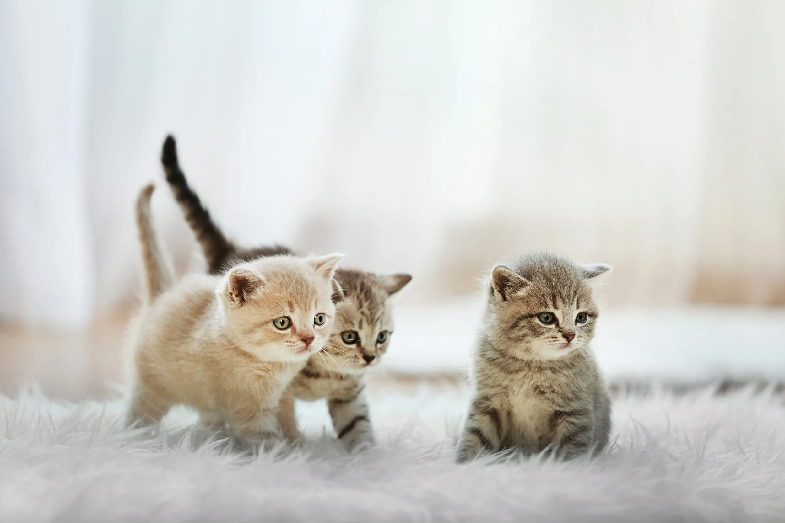 Four kittens, light and dark gray, on a soft white surface, with a blurred white background.
