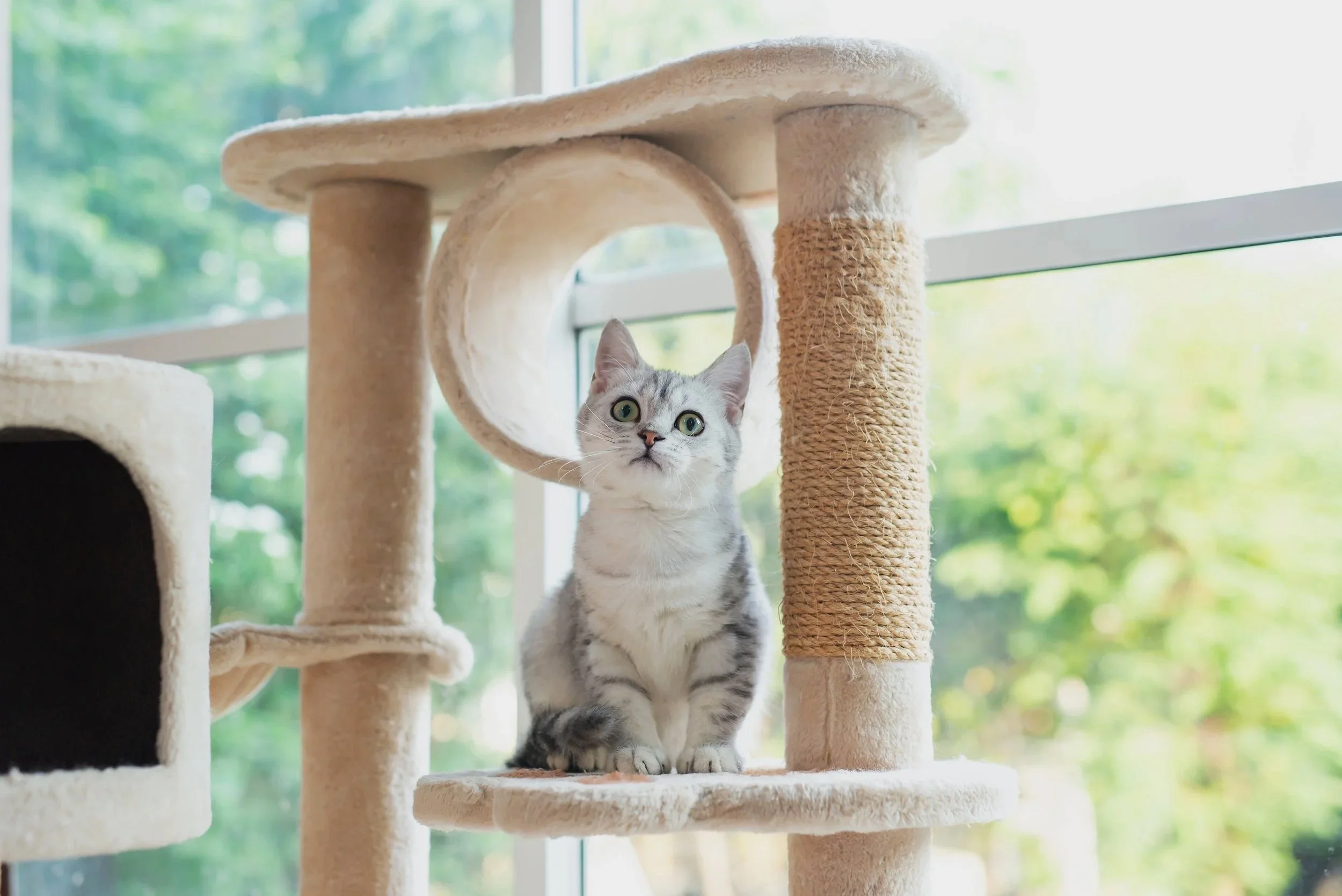 Gray and white striped cat sitting on a beige cat tree near a window with green trees outside.