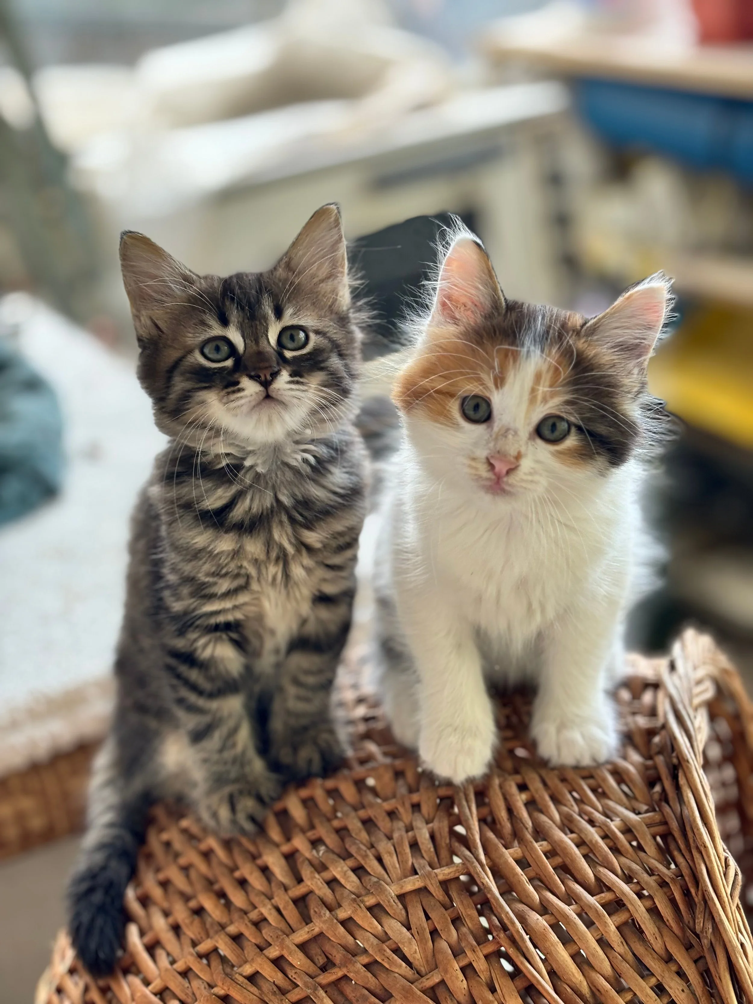 Two kittens, one with gray and black striped fur and the other with white and orange fur, sitting on a wicker basket indoors.