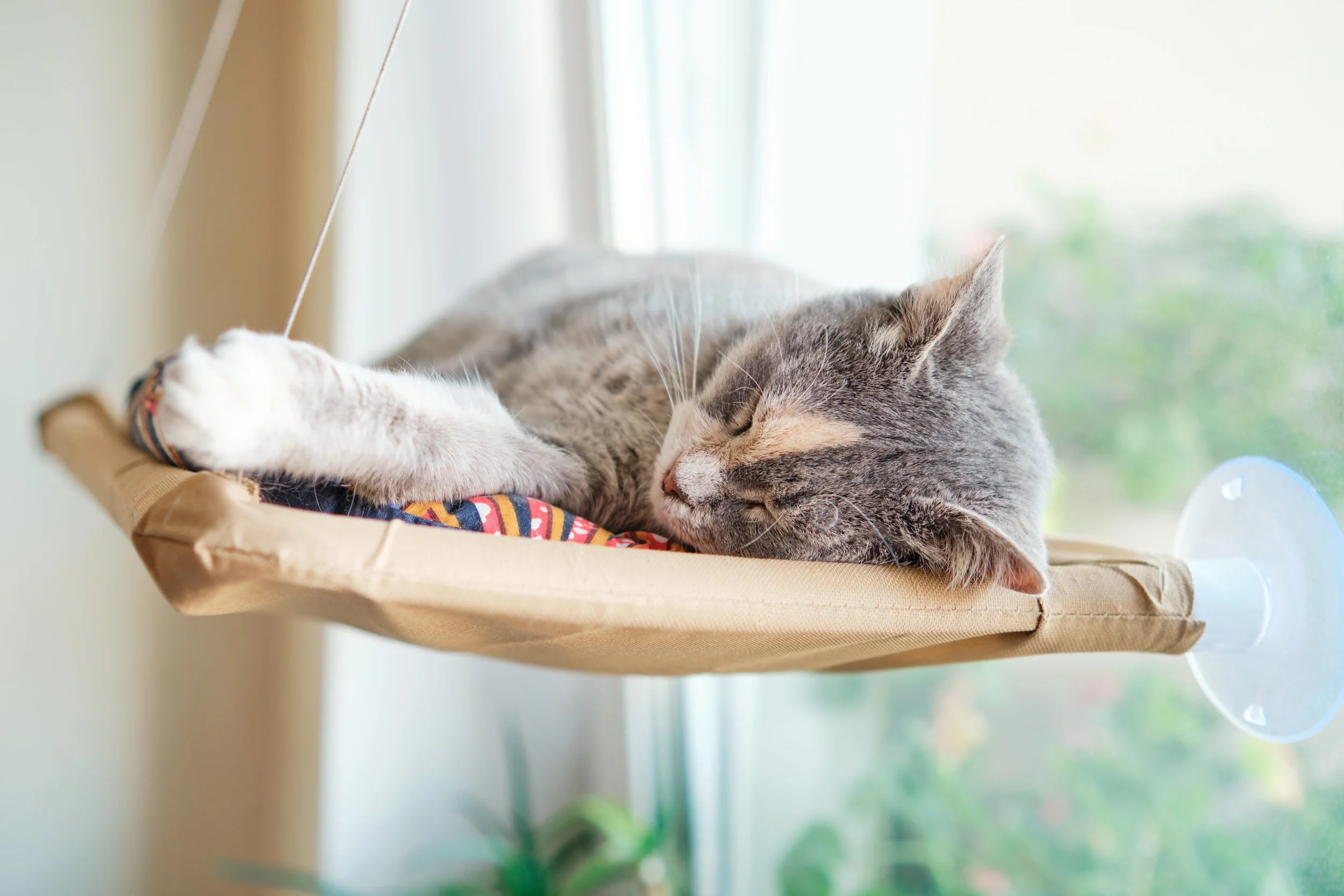 A gray tabby cat sleeping on a hammock near a window.