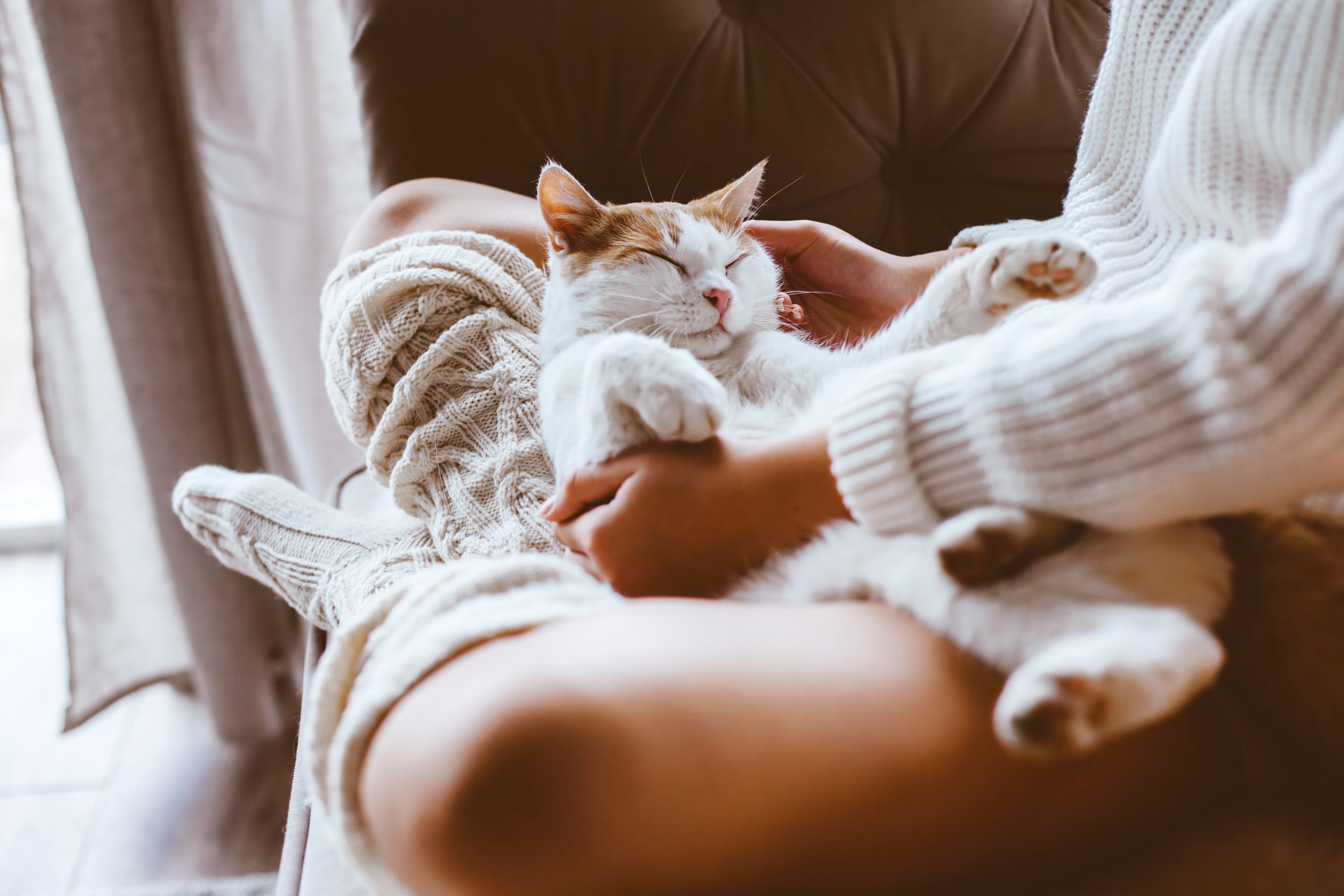 Person cuddling a relaxed white and orange cat on a sofa with natural light.