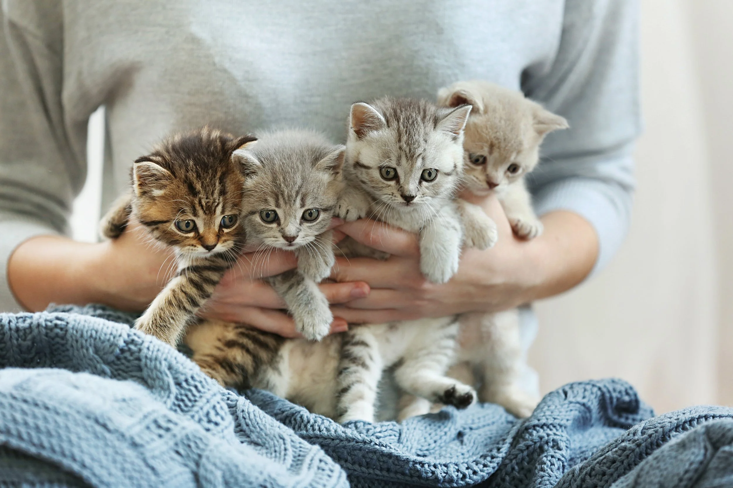 Person holding four kittens in their hands.