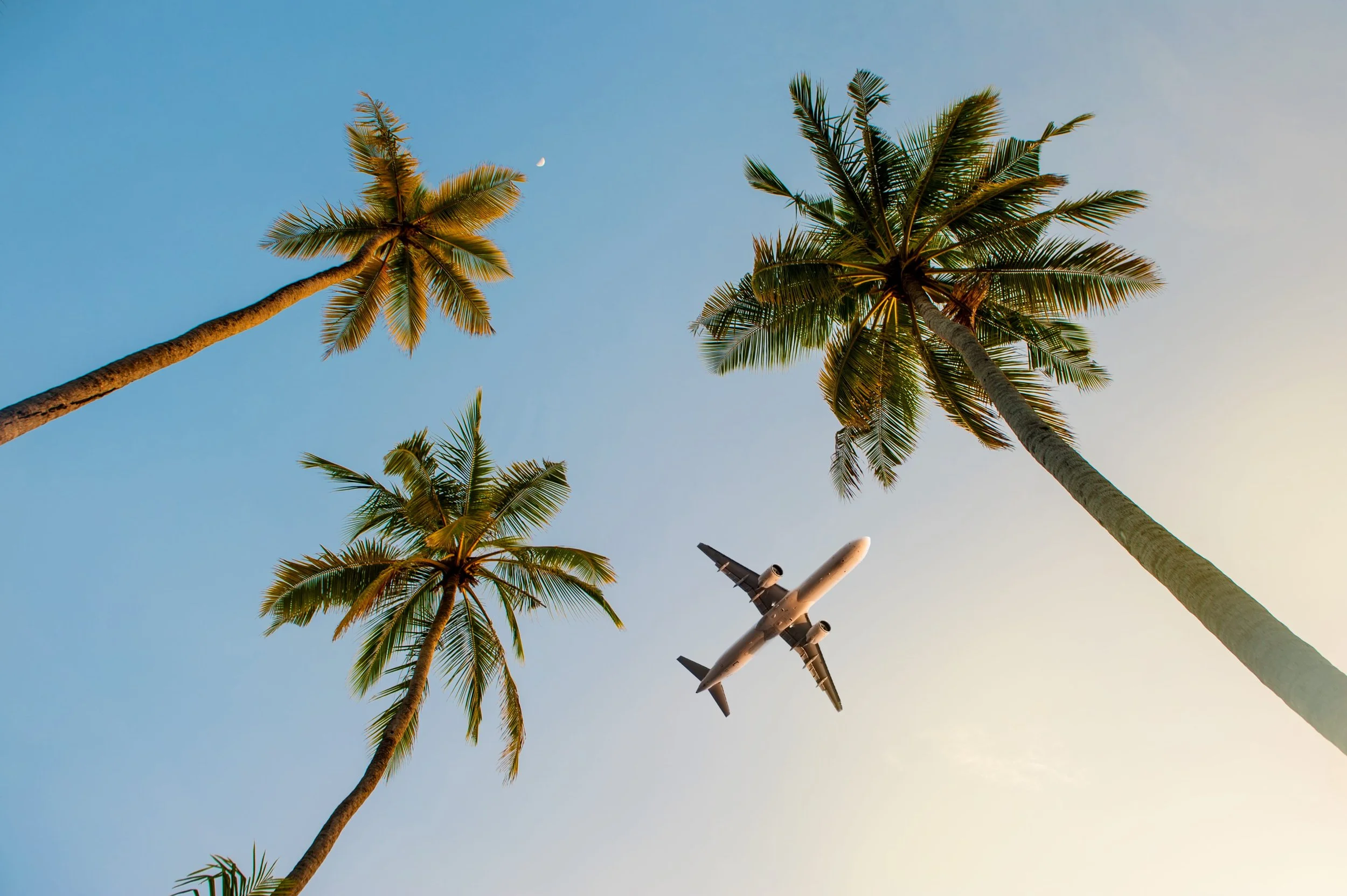 Three tall palm trees against a clear sky with a visible moon and an airplane flying overhead.