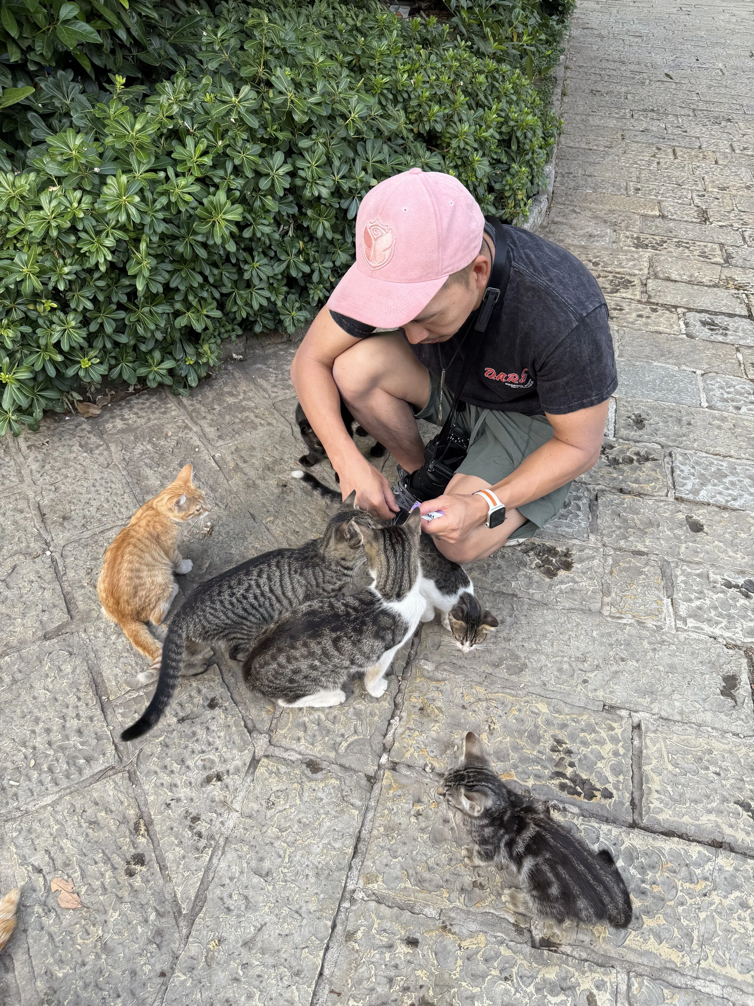A man crouching on a stone sidewalk, surrounded by five cats, with green bushes in the background.