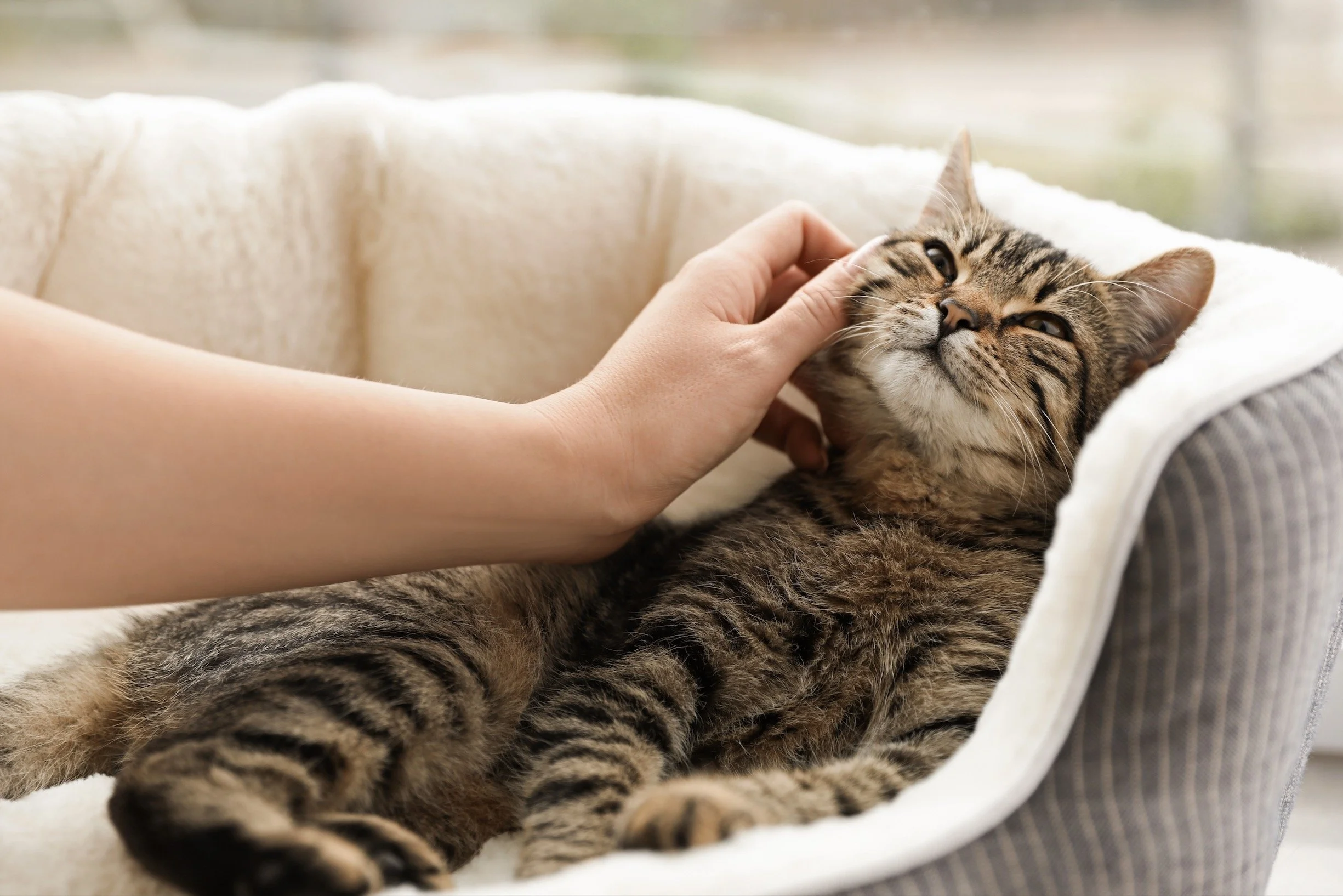 Person petting a brown tabby cat lying on a soft blanket in a cozy bed.