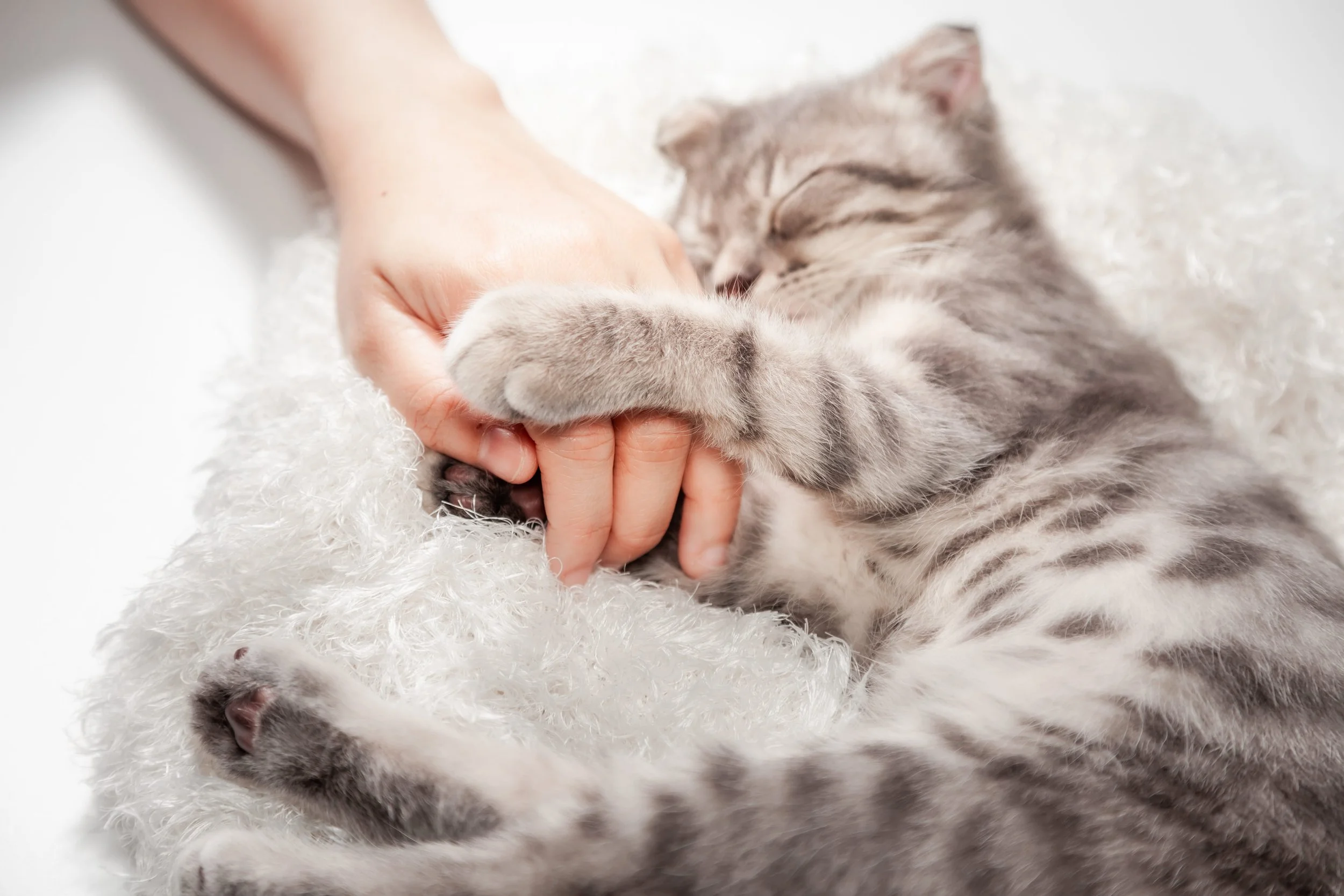 A gray tabby kitten lying on a white fluffy blanket, playful with a person's hand.