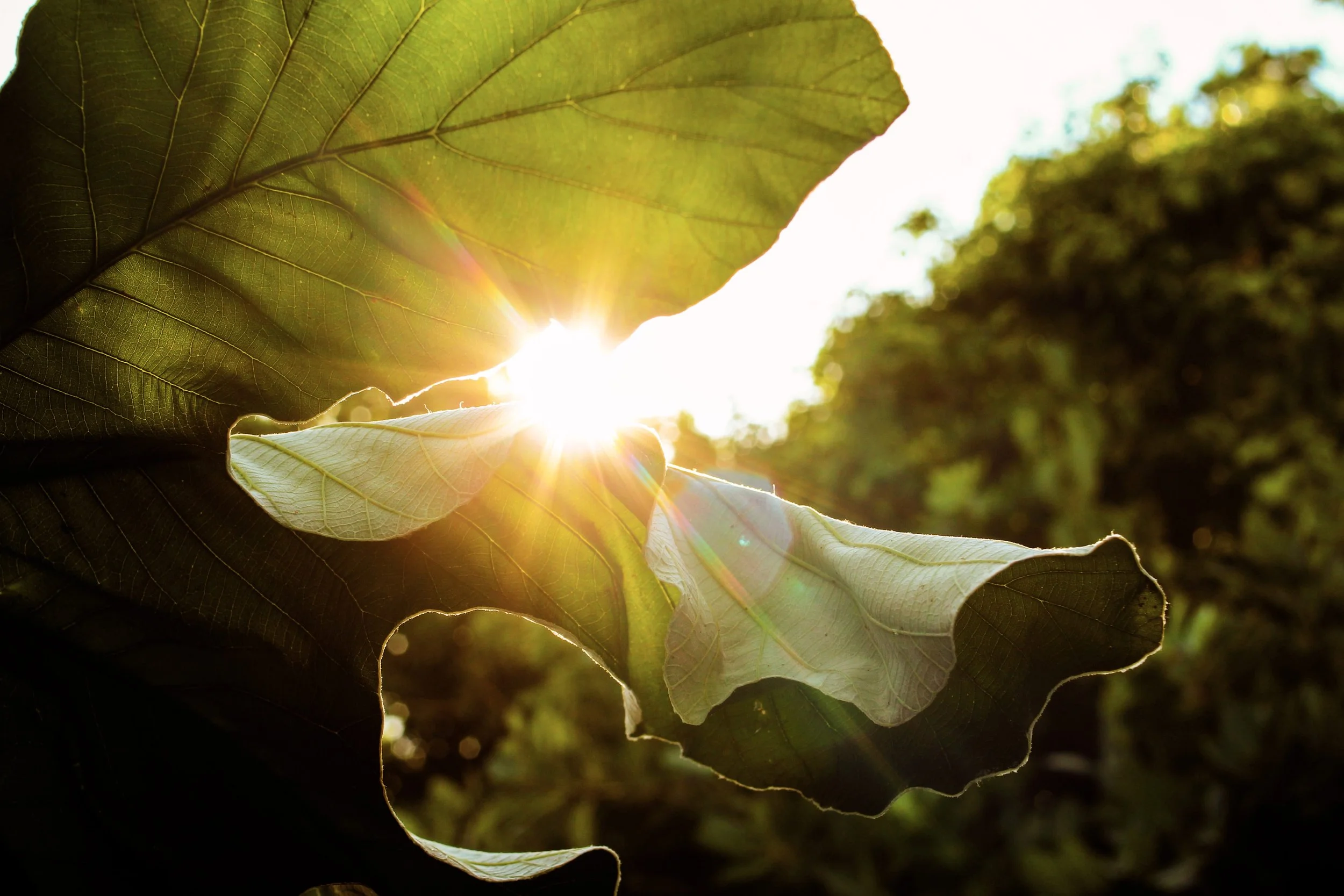 Close-up of green and tan leaves with sunlight shining through, creating lens flare, with a background of blurred trees.