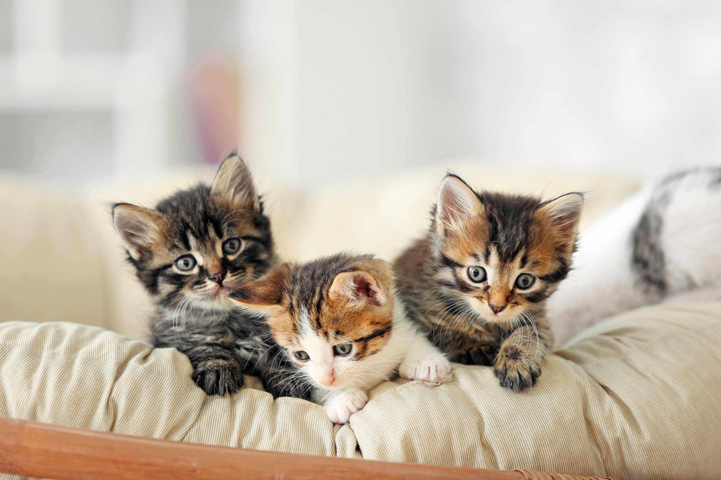 Three adorable tabby kittens on a cushioned surface, one with black and brown markings, another with orange and white fur, and the third with gray and black stripes, all looking curiously downward.