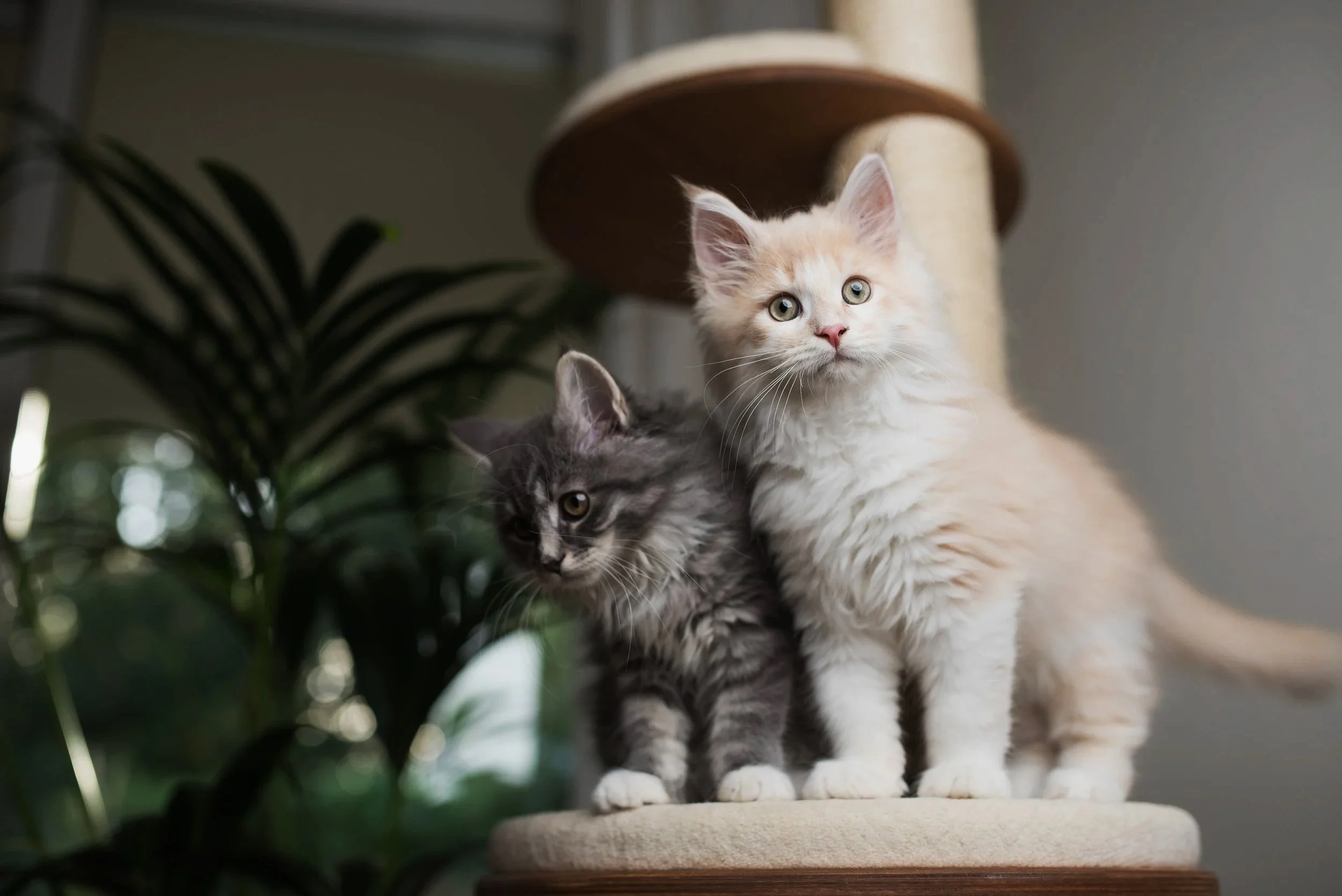 Two cats, one gray tabby and one cream-colored, sitting on a cushioned surface in a cozy indoor environment with houseplants in the background.