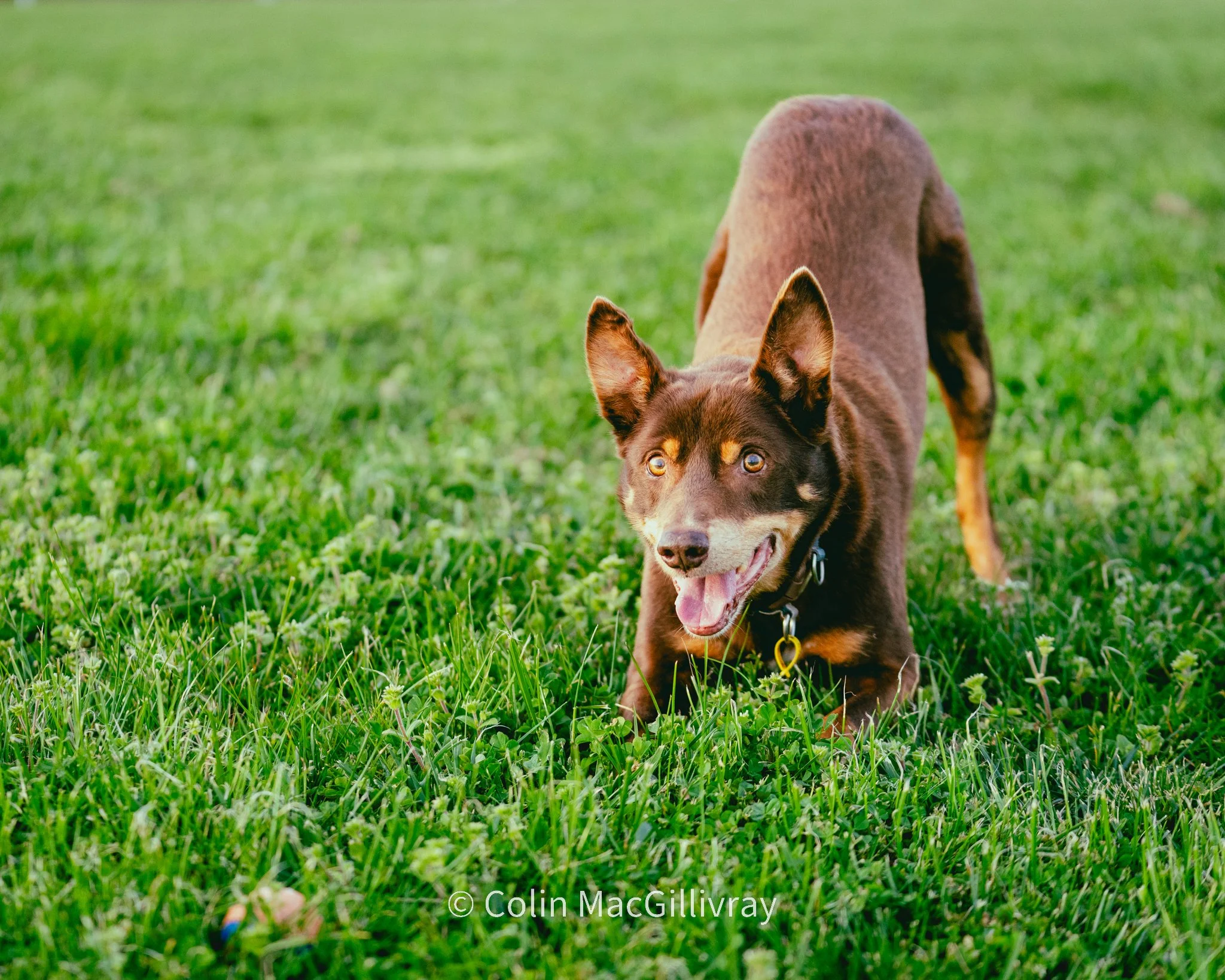 Colin MacGillivray Photography-156.jpg