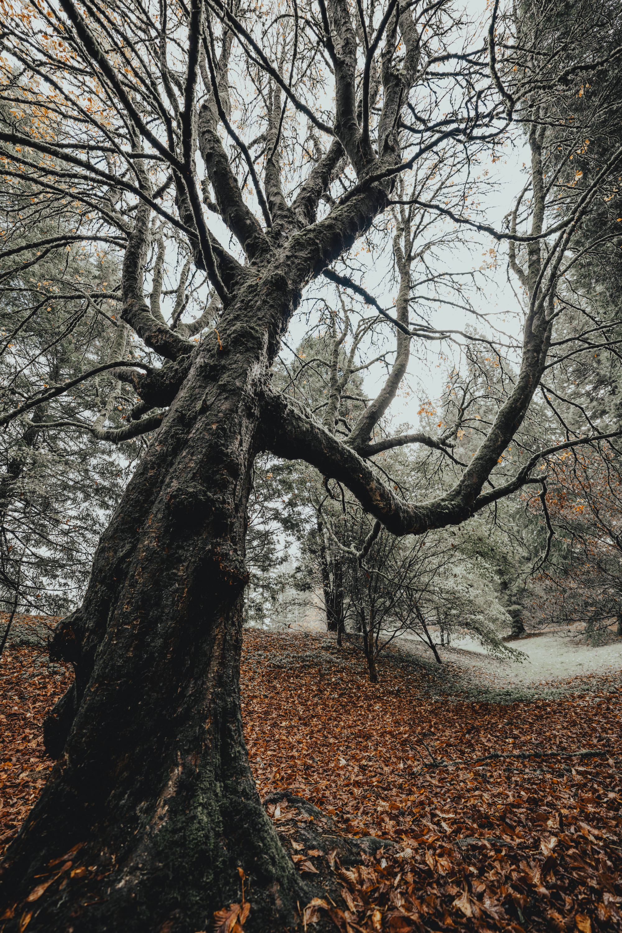 A QUICK STOP AT THE HOYT ARBORETUM