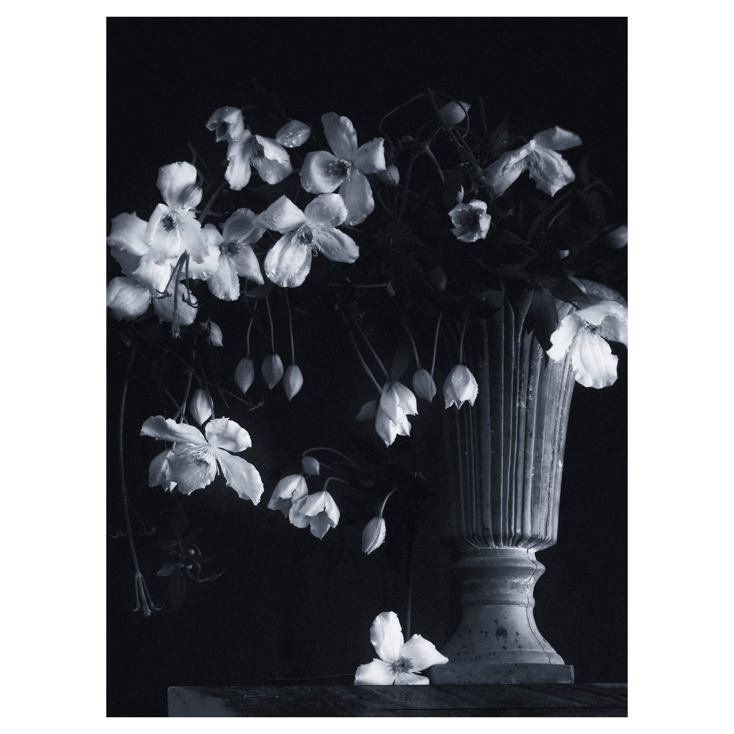 Vasvari Studios-floral bweb.jpg