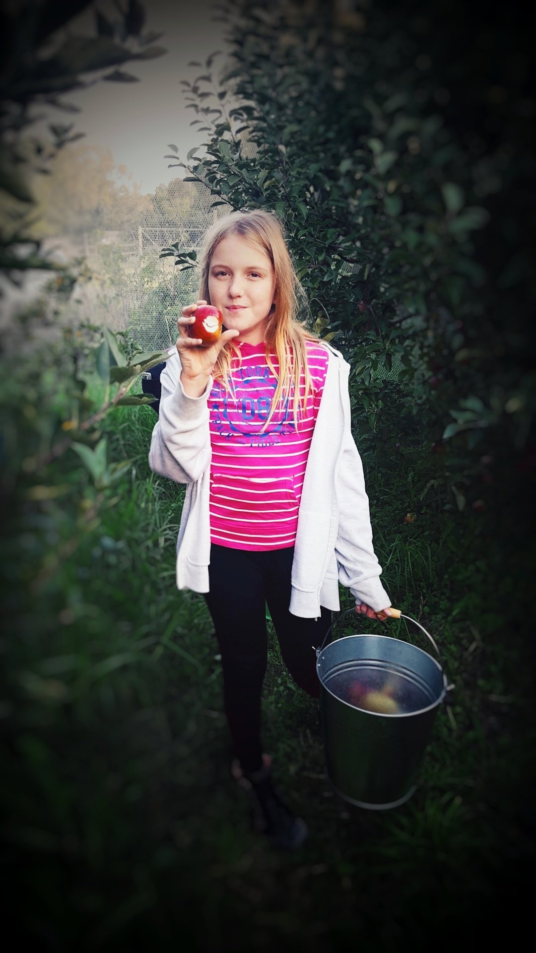 Vasvari Studios Apple orchard.jpeg